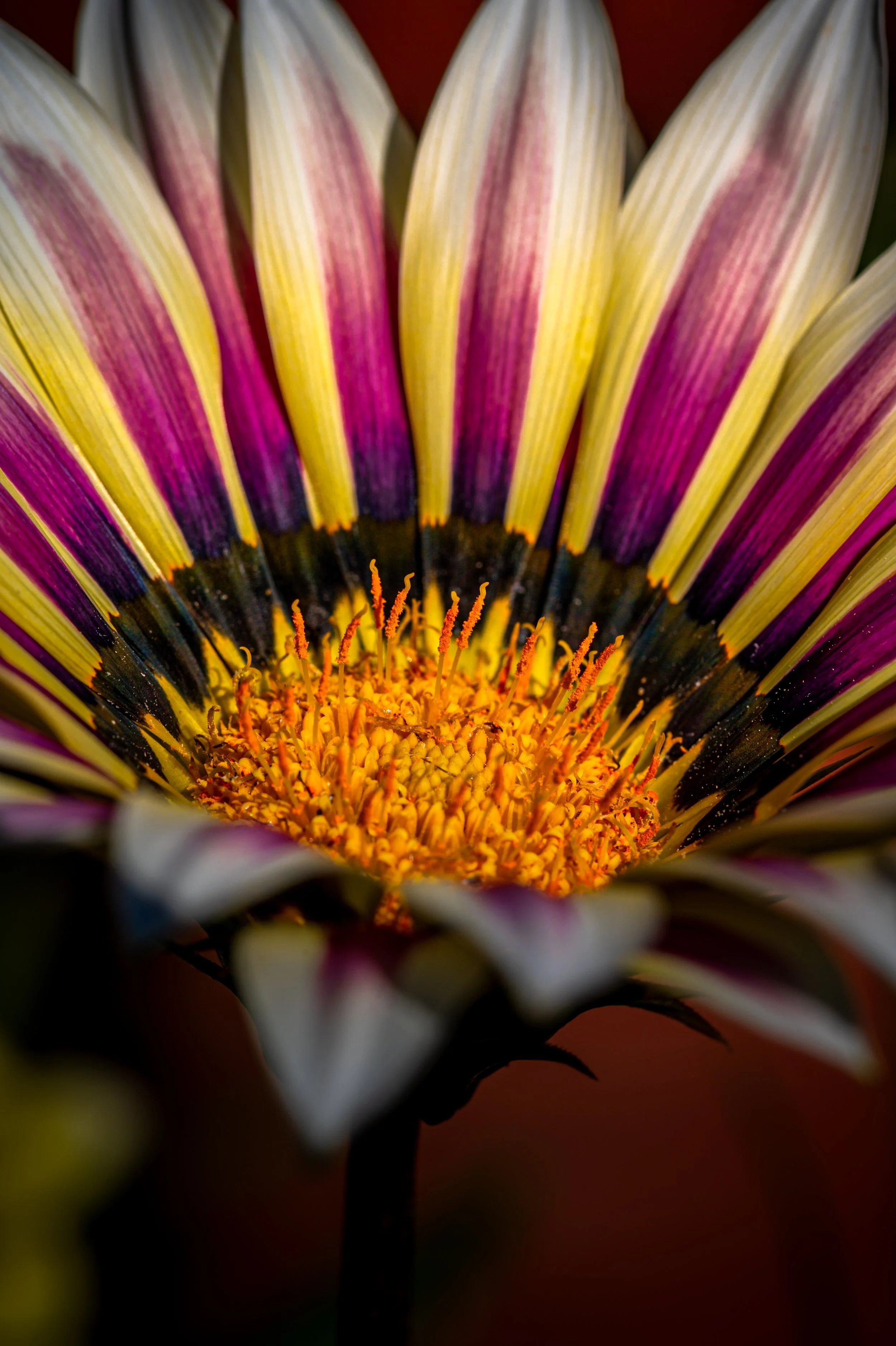 YellowPurpleFlower.jpg