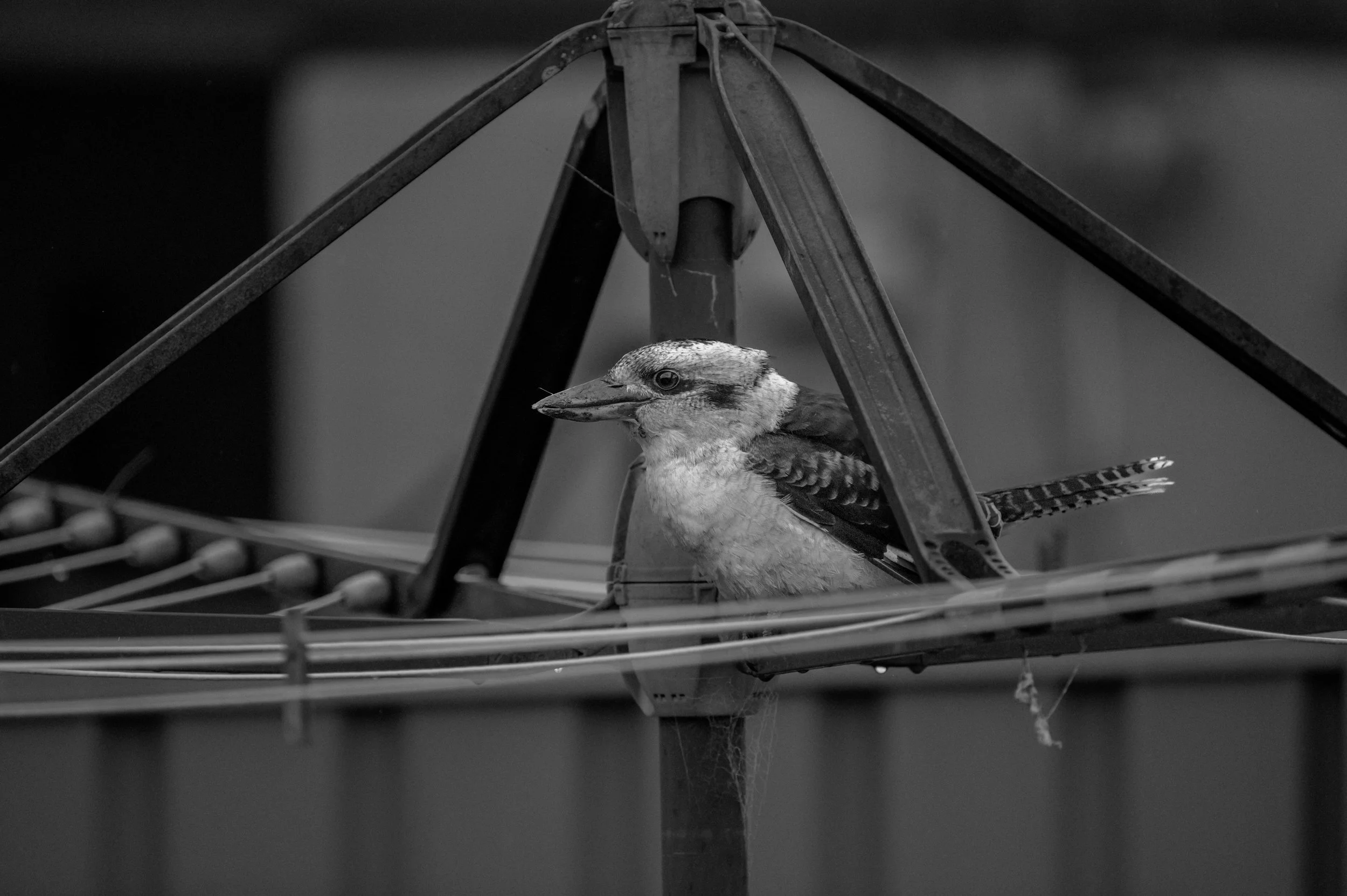 LocalKookaburra-2.jpg