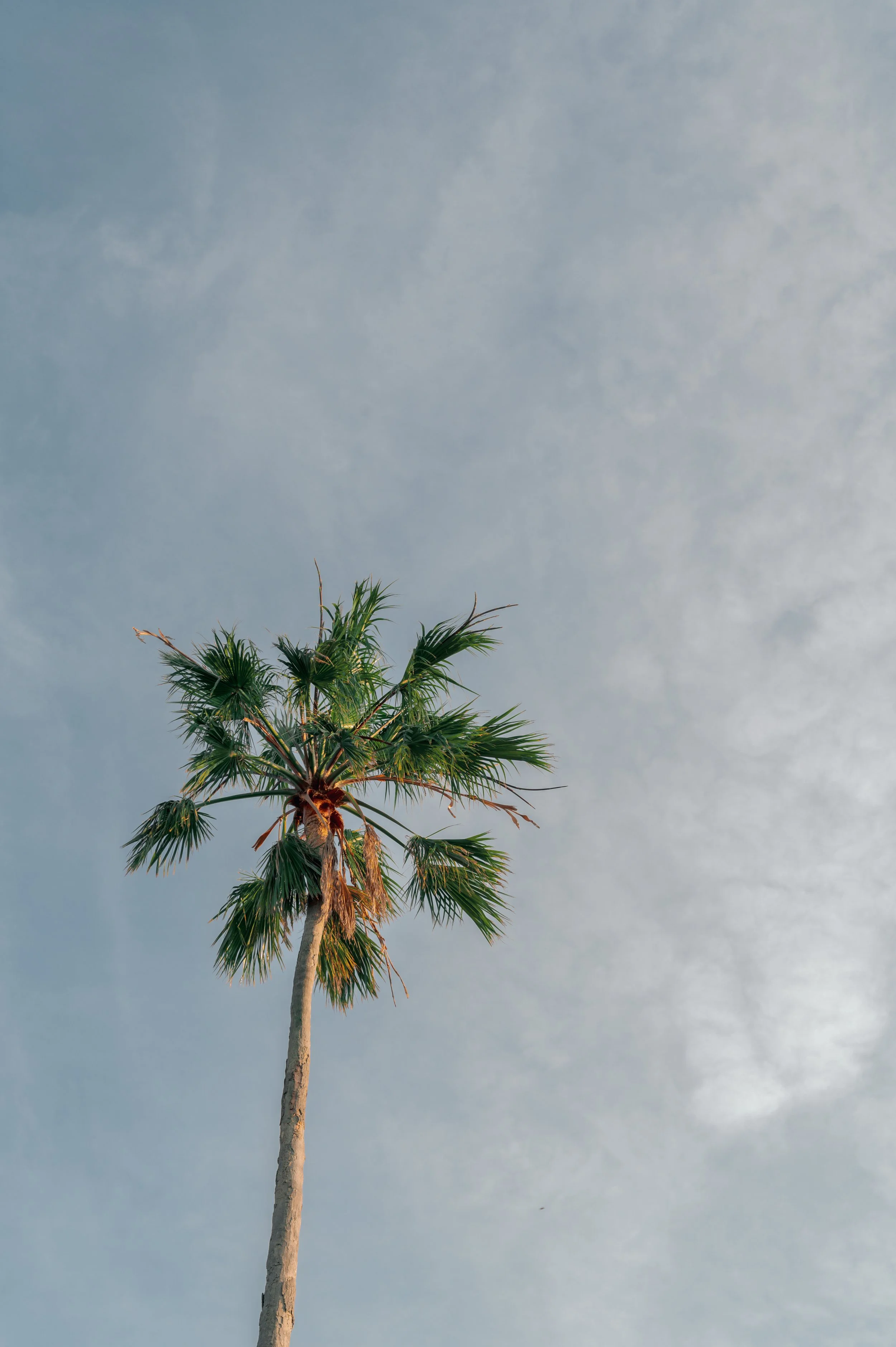 GoldenPalm.jpg