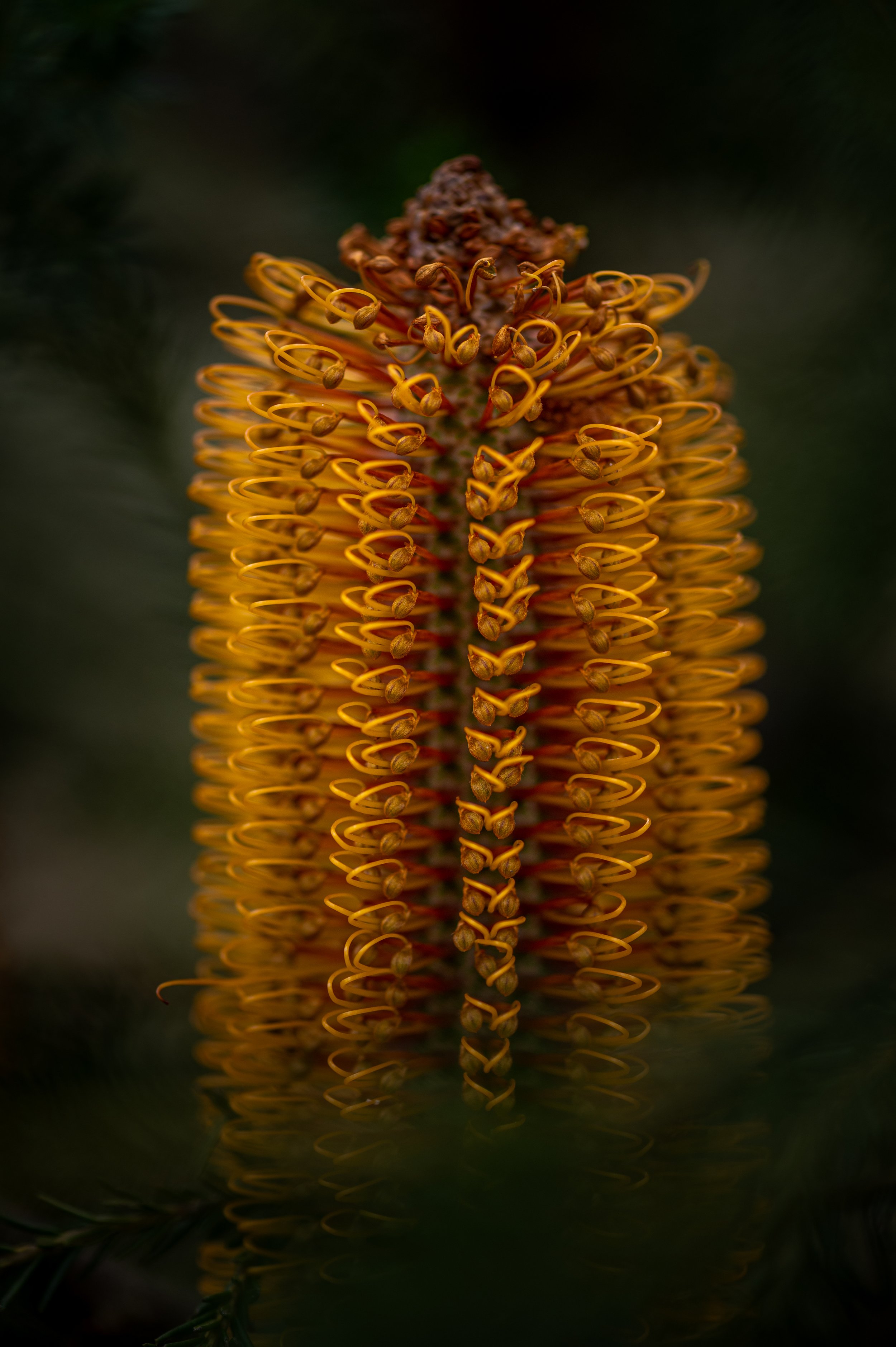 BushwalkFlowers-2.jpg