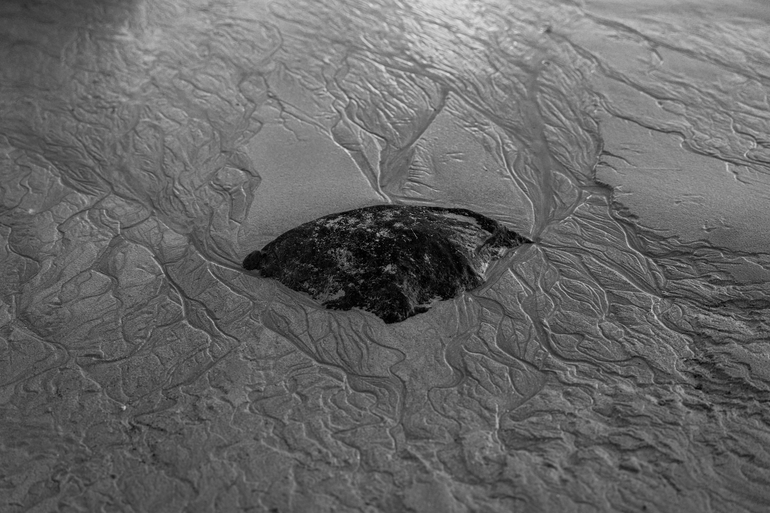 Harbour Walk 22-03-2026-9.jpg