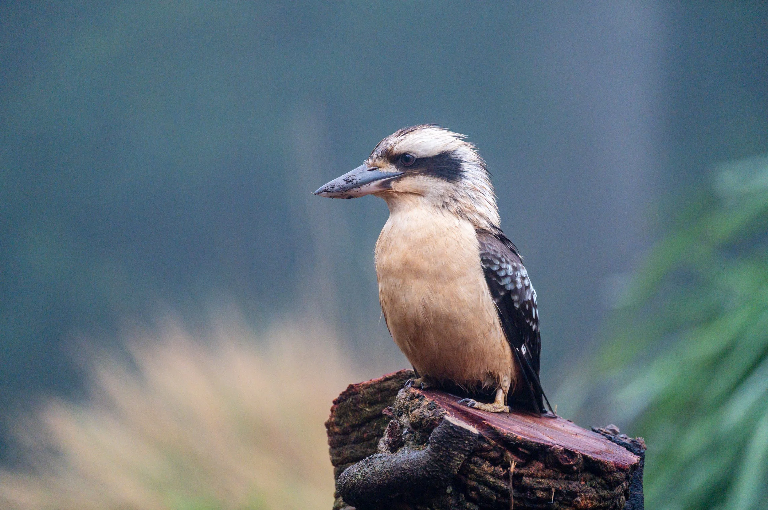 Keira Kookie Website.jpg