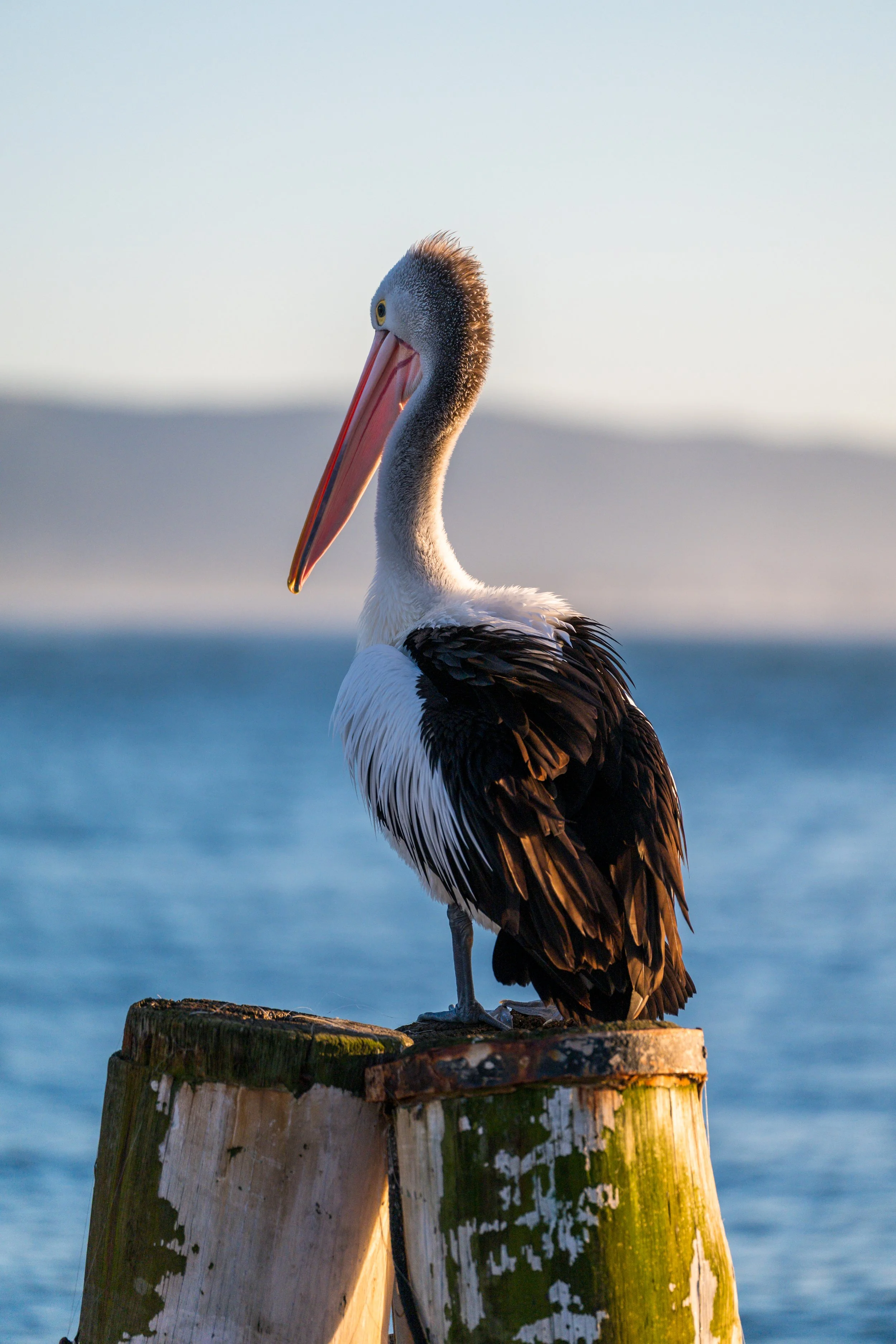 Pelican Poser.jpg