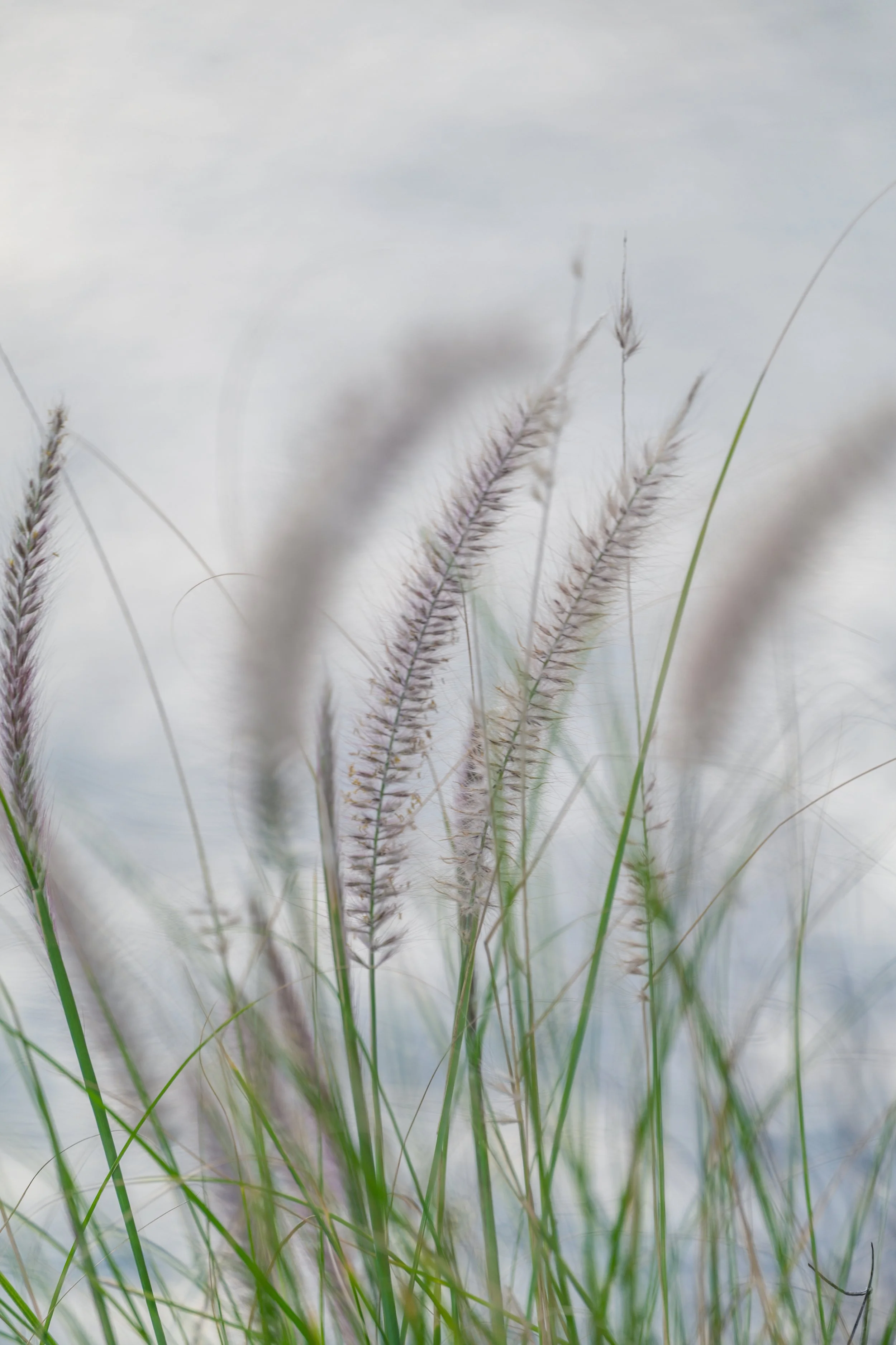 North Beach Stroll 02-03-2026-24.jpg