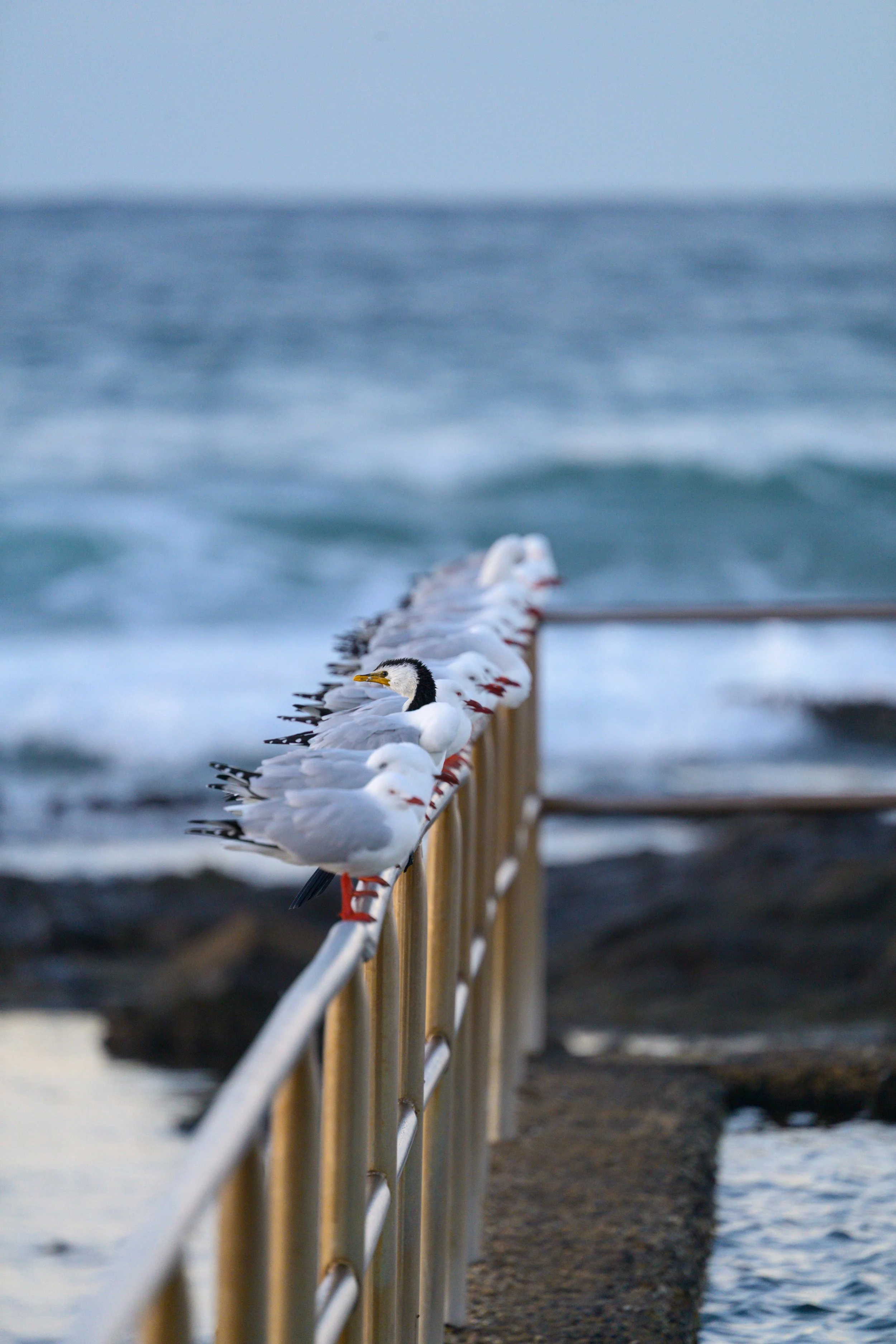 Corrimal Beach 20-05-2026-17.jpg
