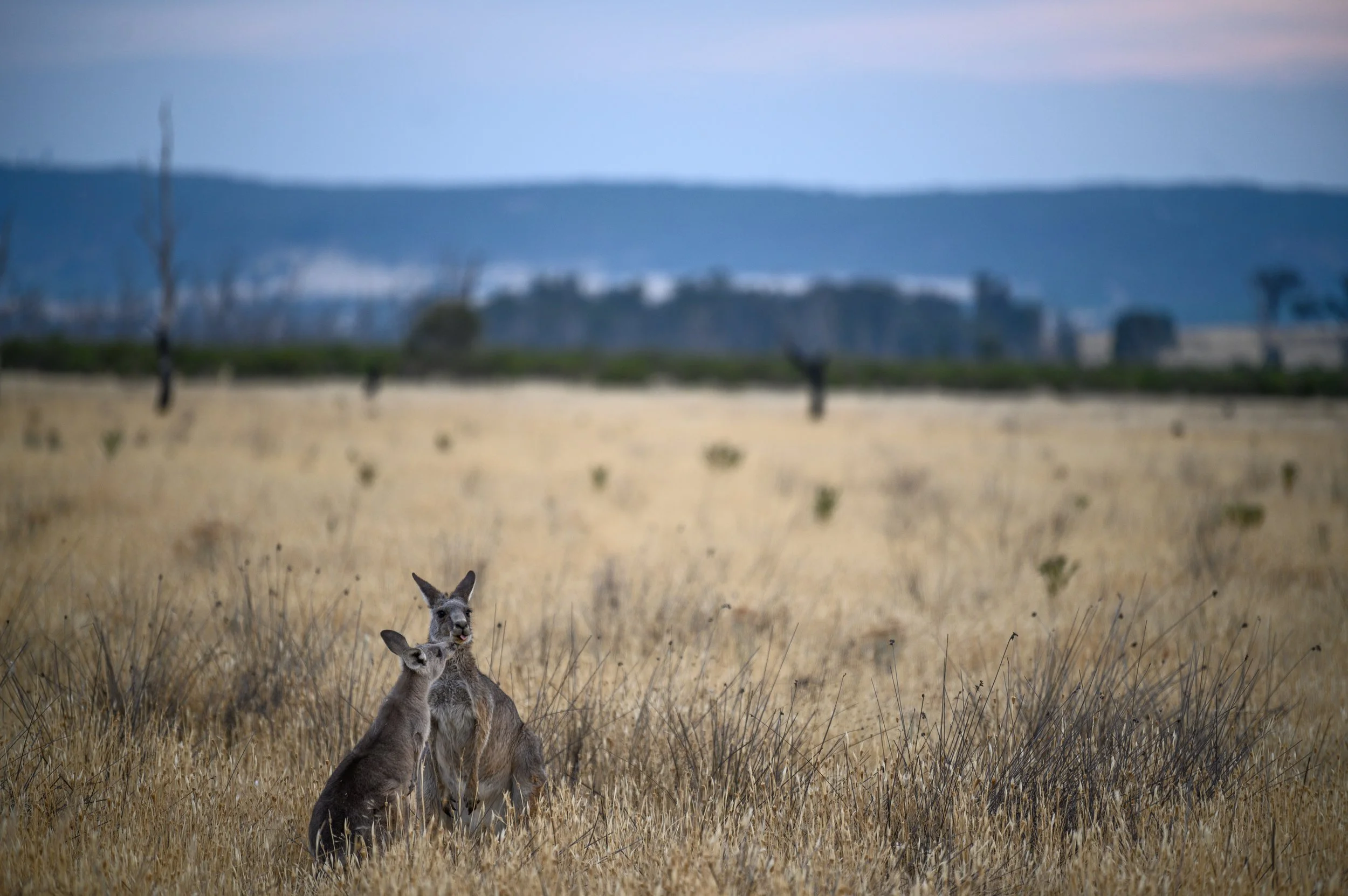 Kangas-3.jpg