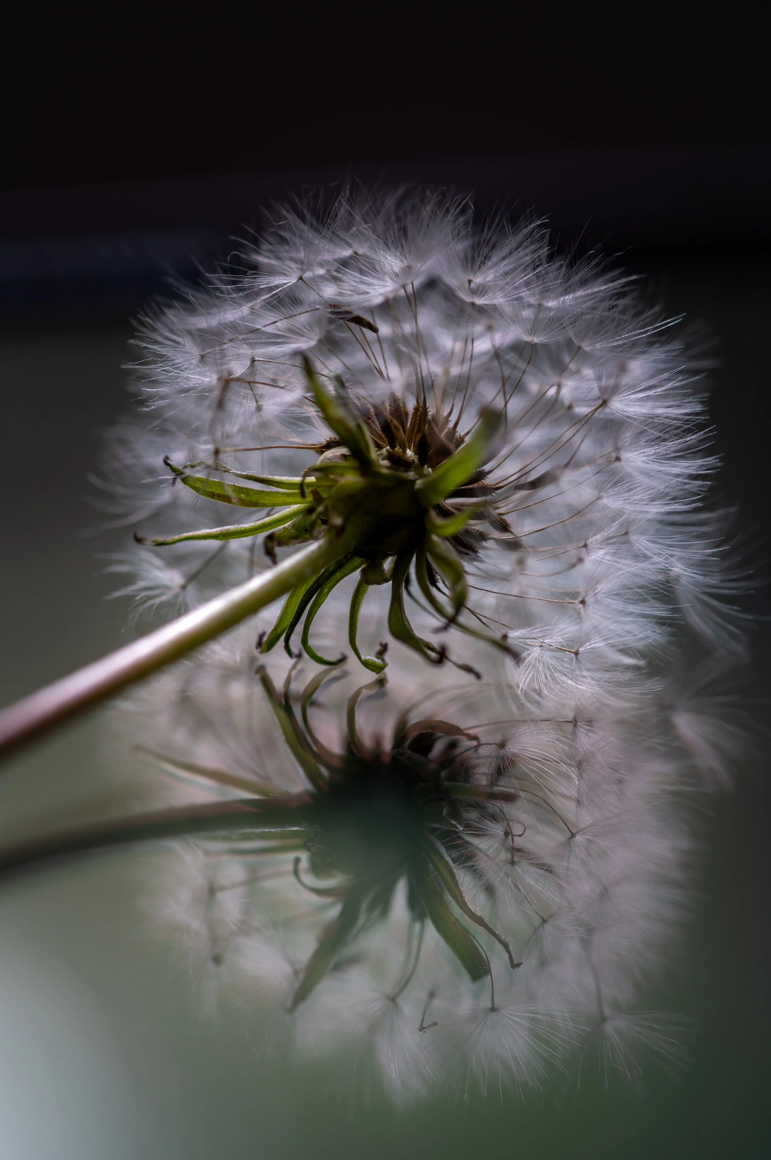 Dandelion-2.jpg