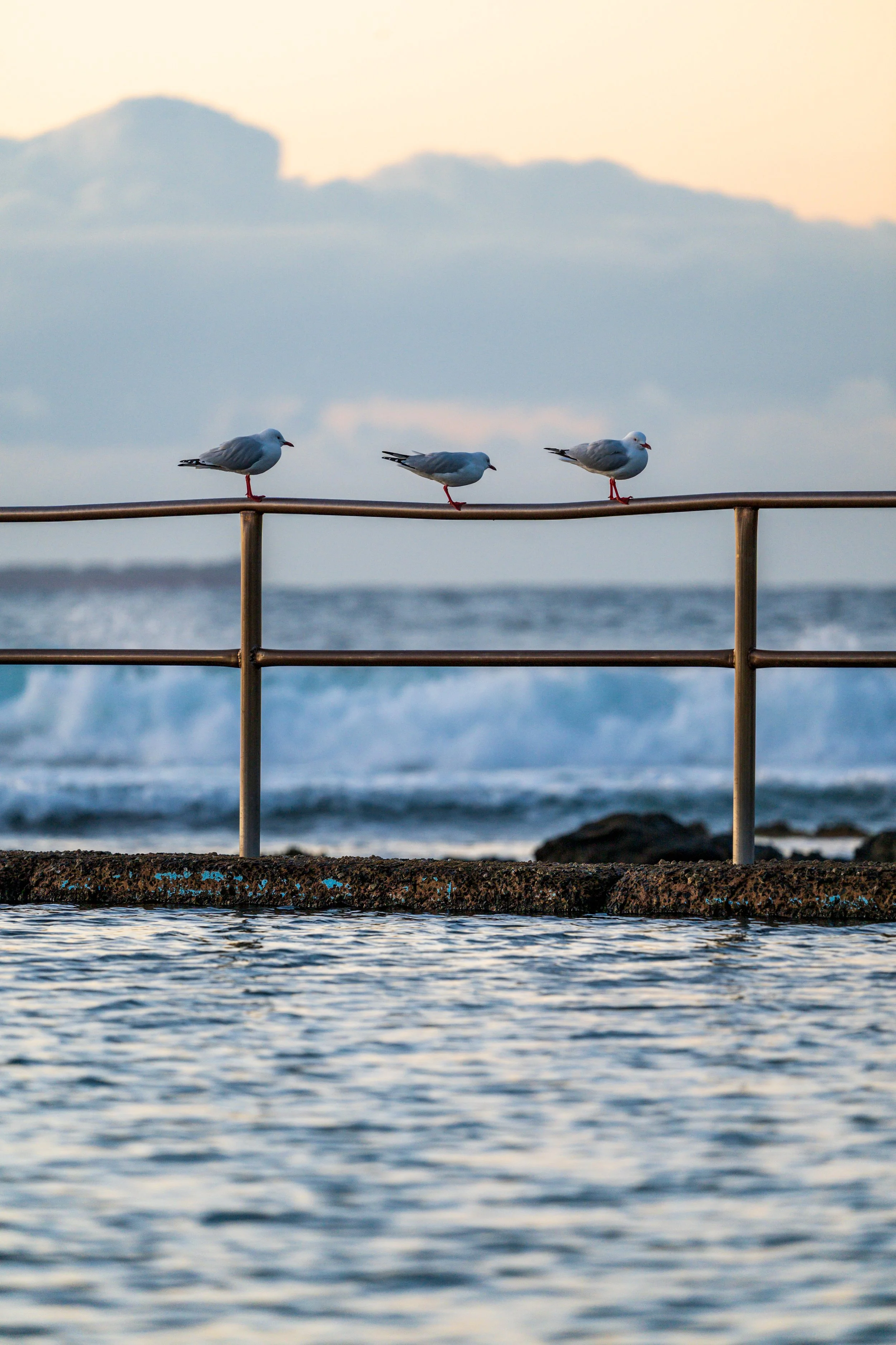 Corrimal Beach 20-05-2026-11.jpg