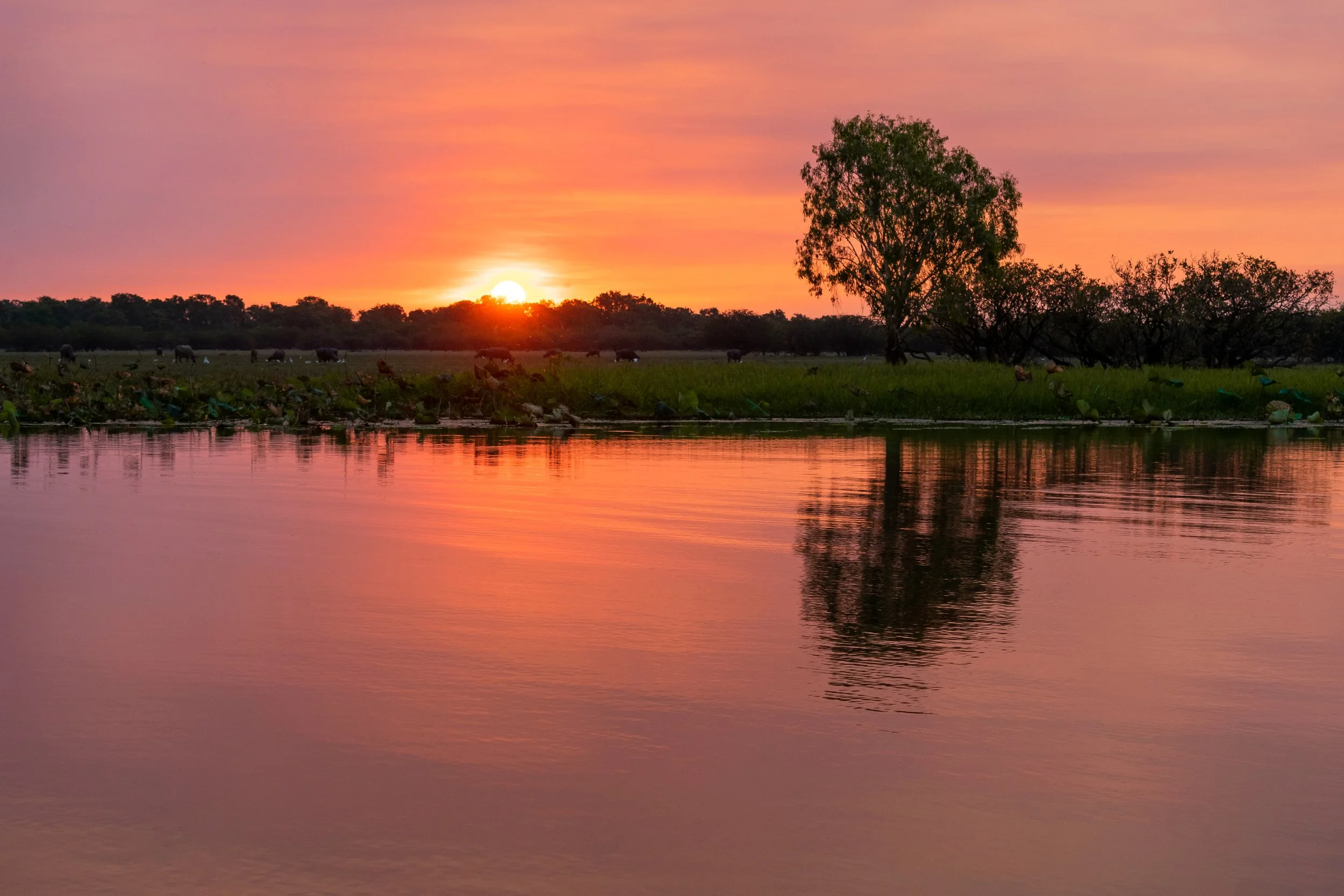 Kakadu2.jpg
