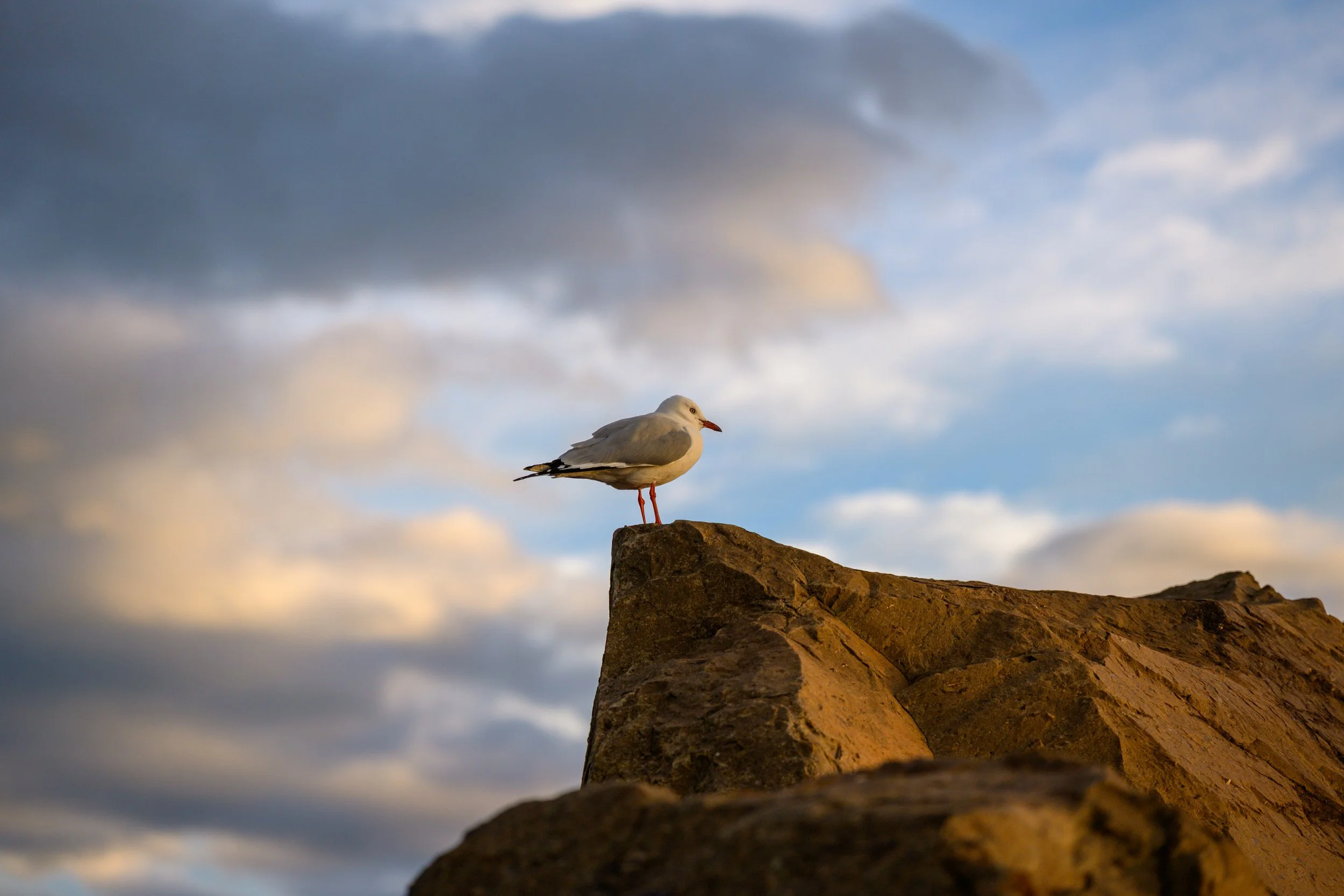Harbour Walk 02-06-2026-15.jpg