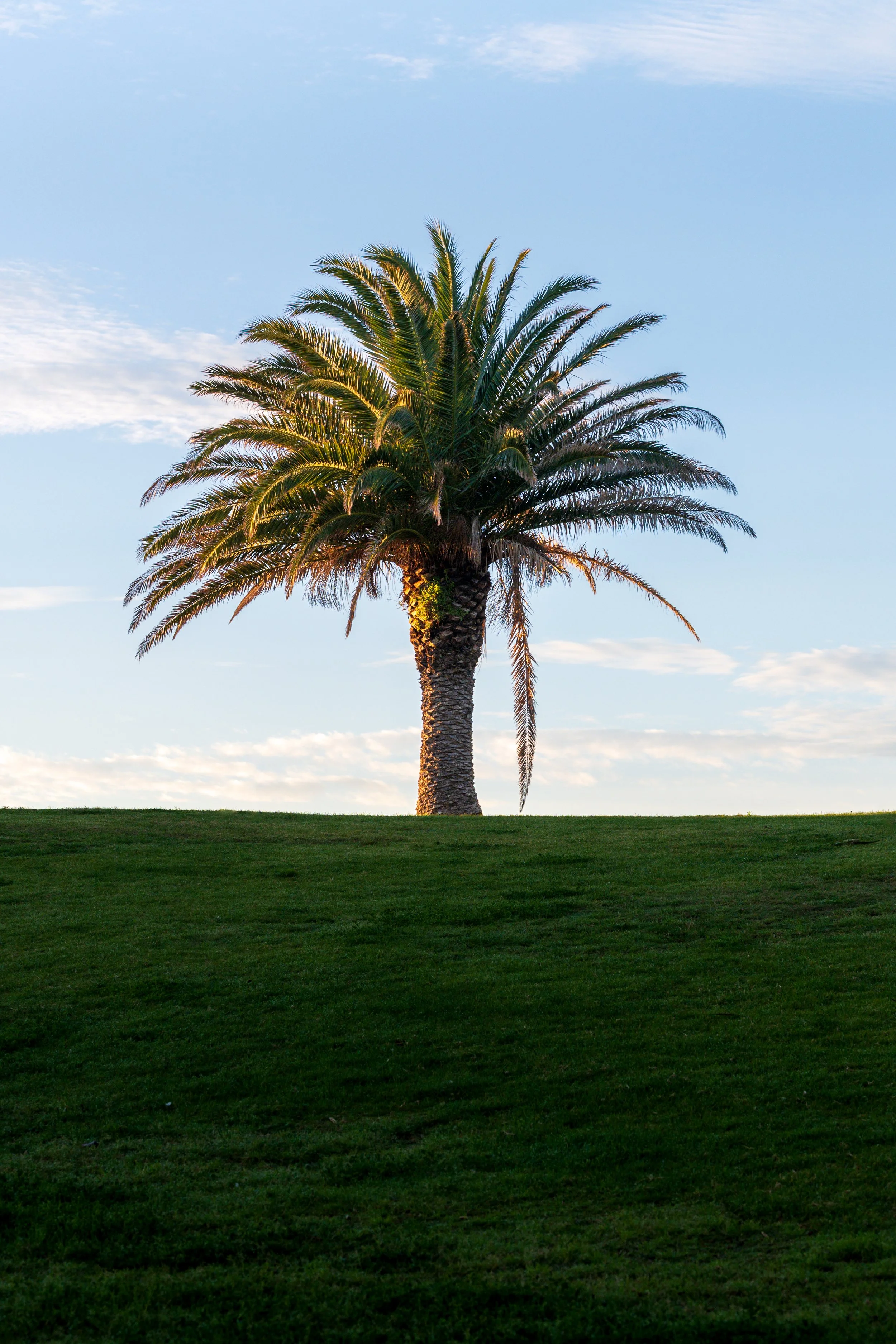 GoldenPalm2.jpg