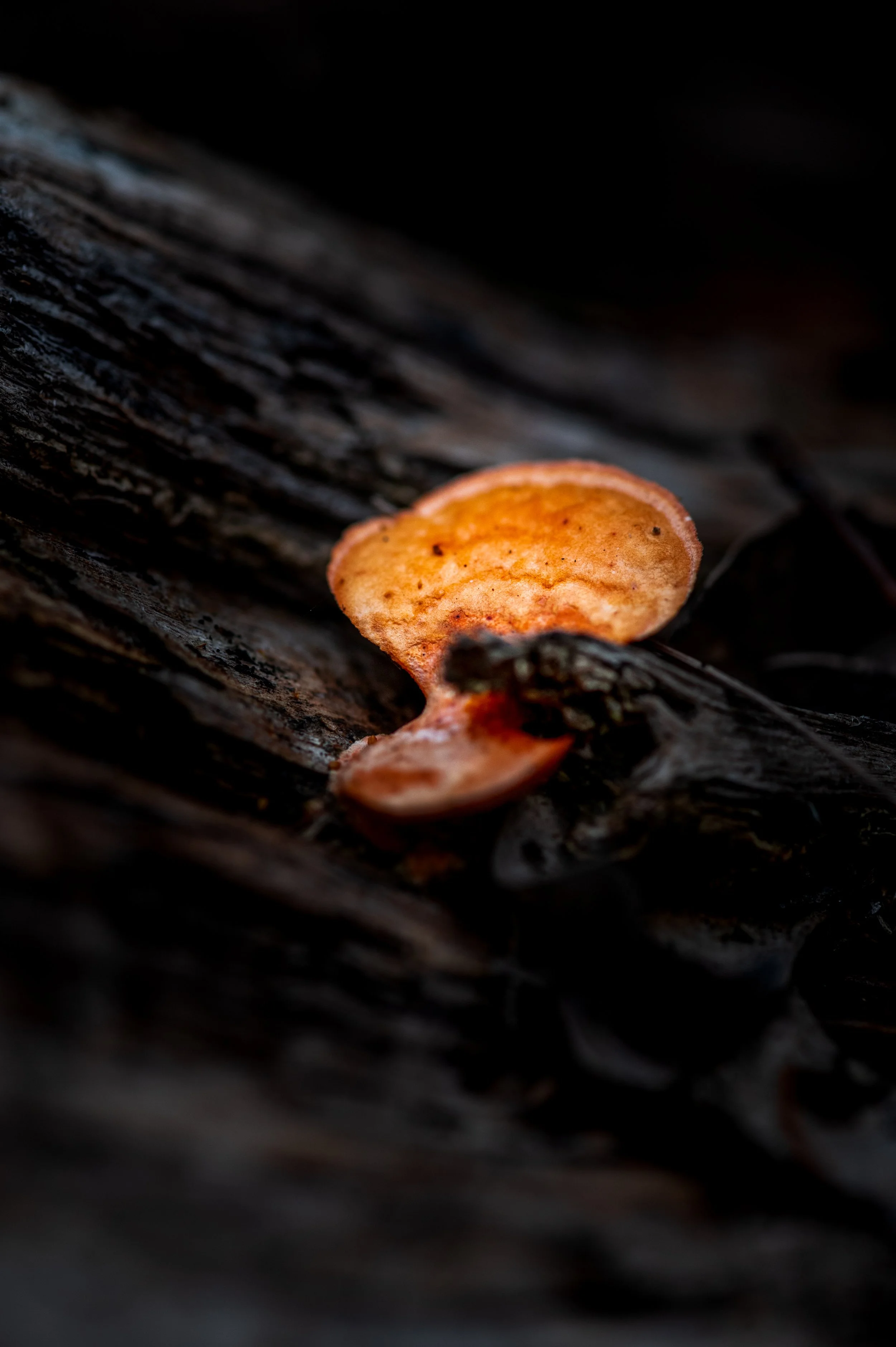 BushwalkFungi-1.jpg