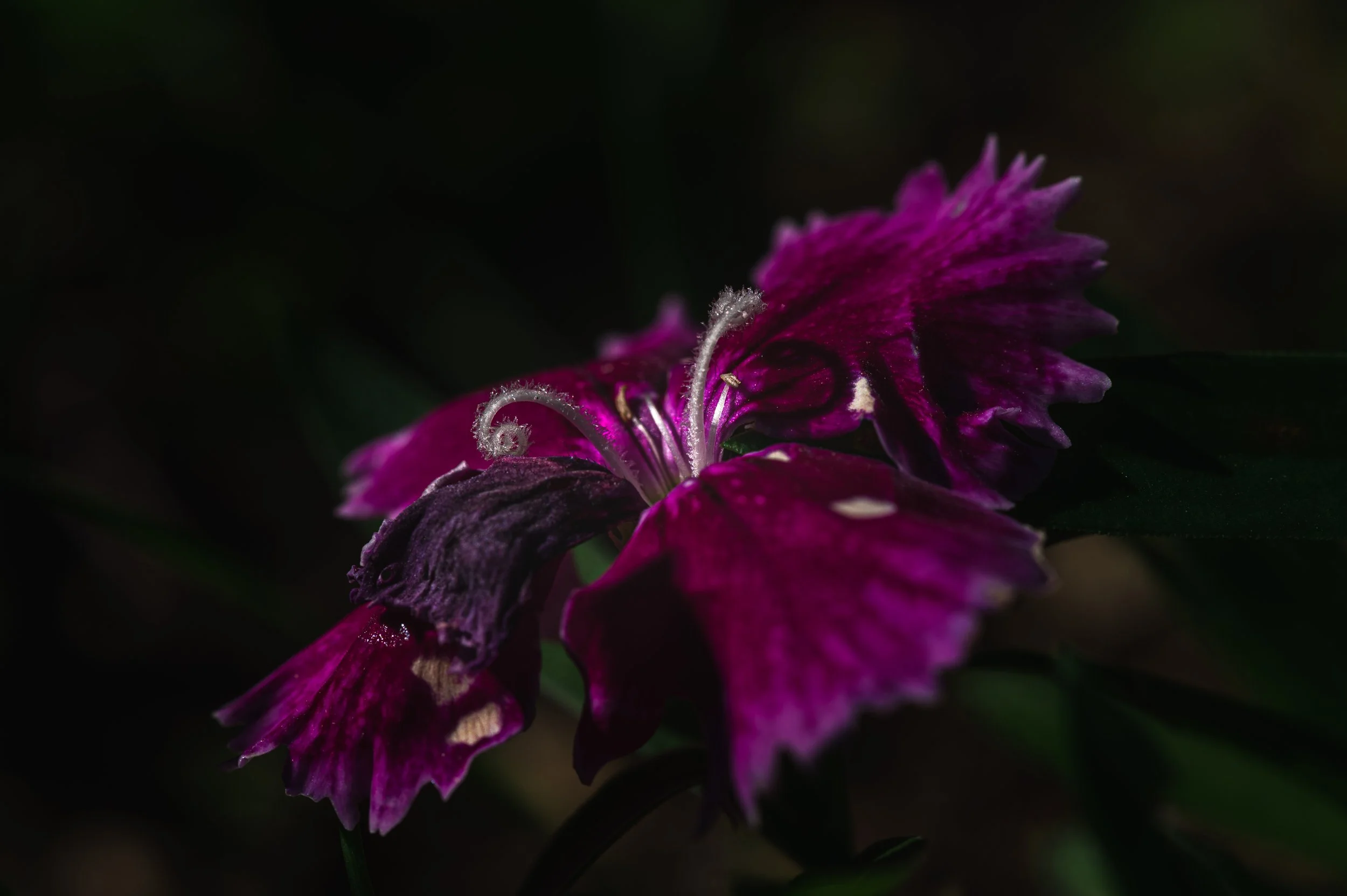 PurpleFlowerWhitePistil.jpg