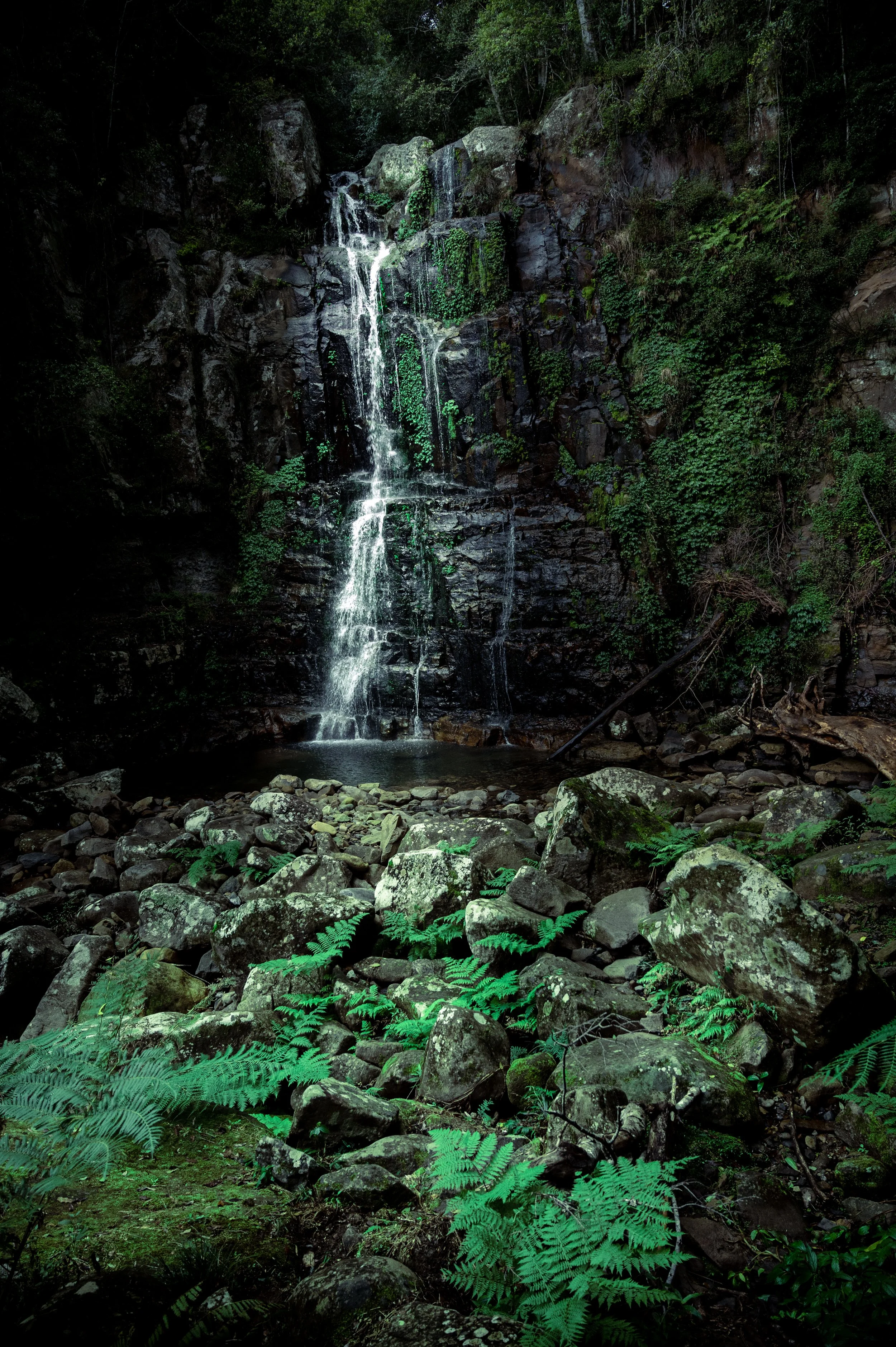 RainforestWalk-8.jpg