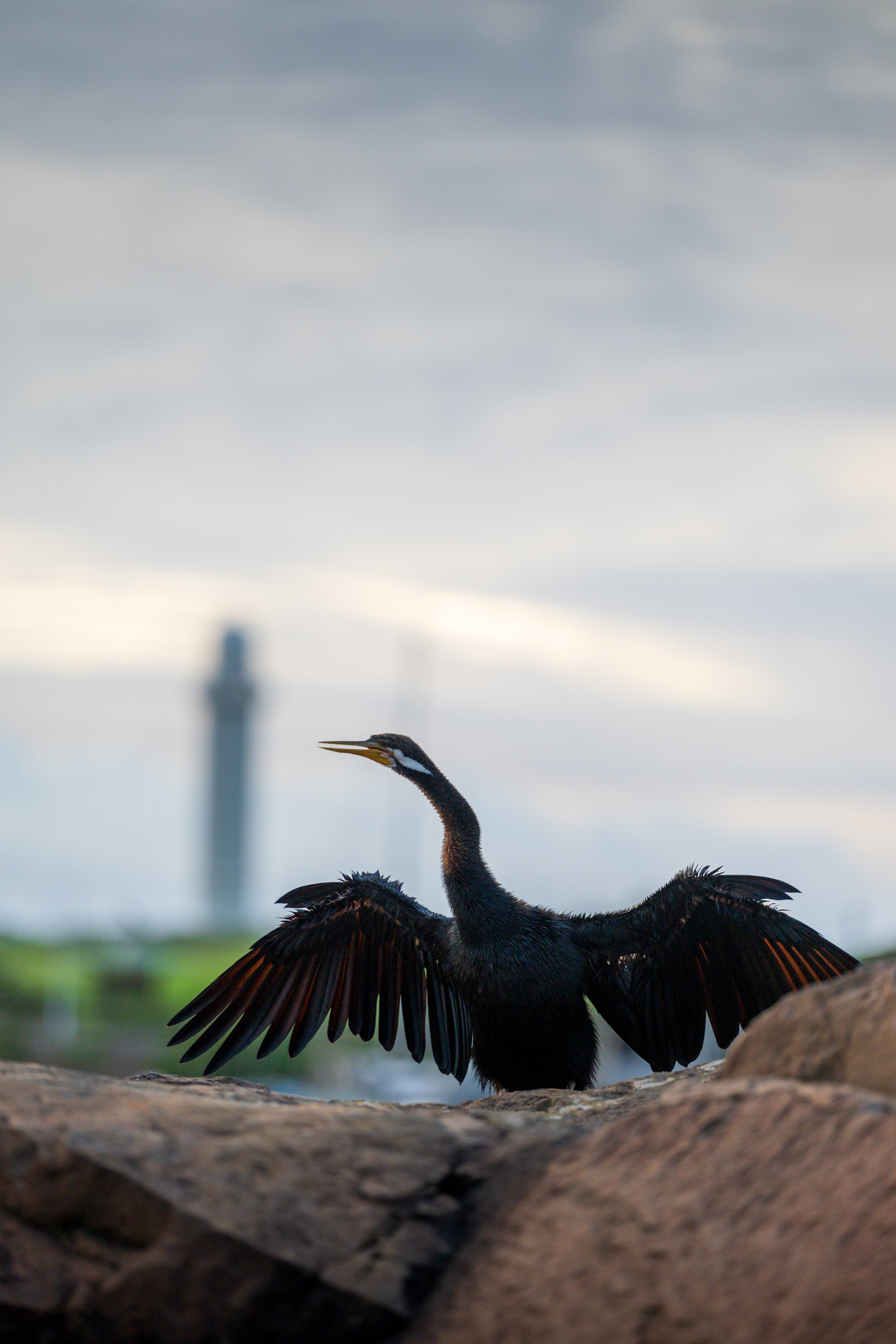 North Beach Stroll 02-03-2026-21.jpg