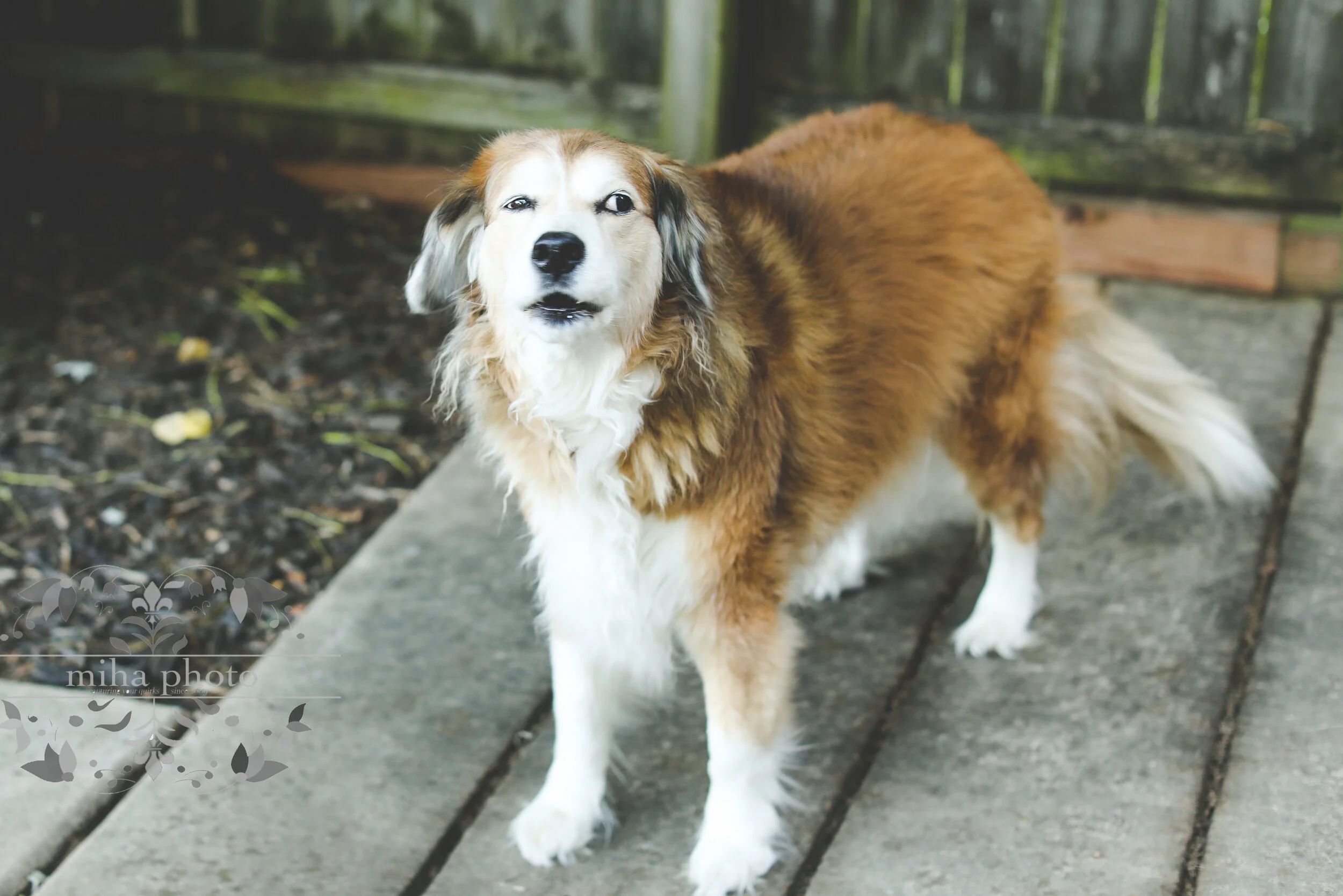  …you know I can never NOT take doggy pics! 