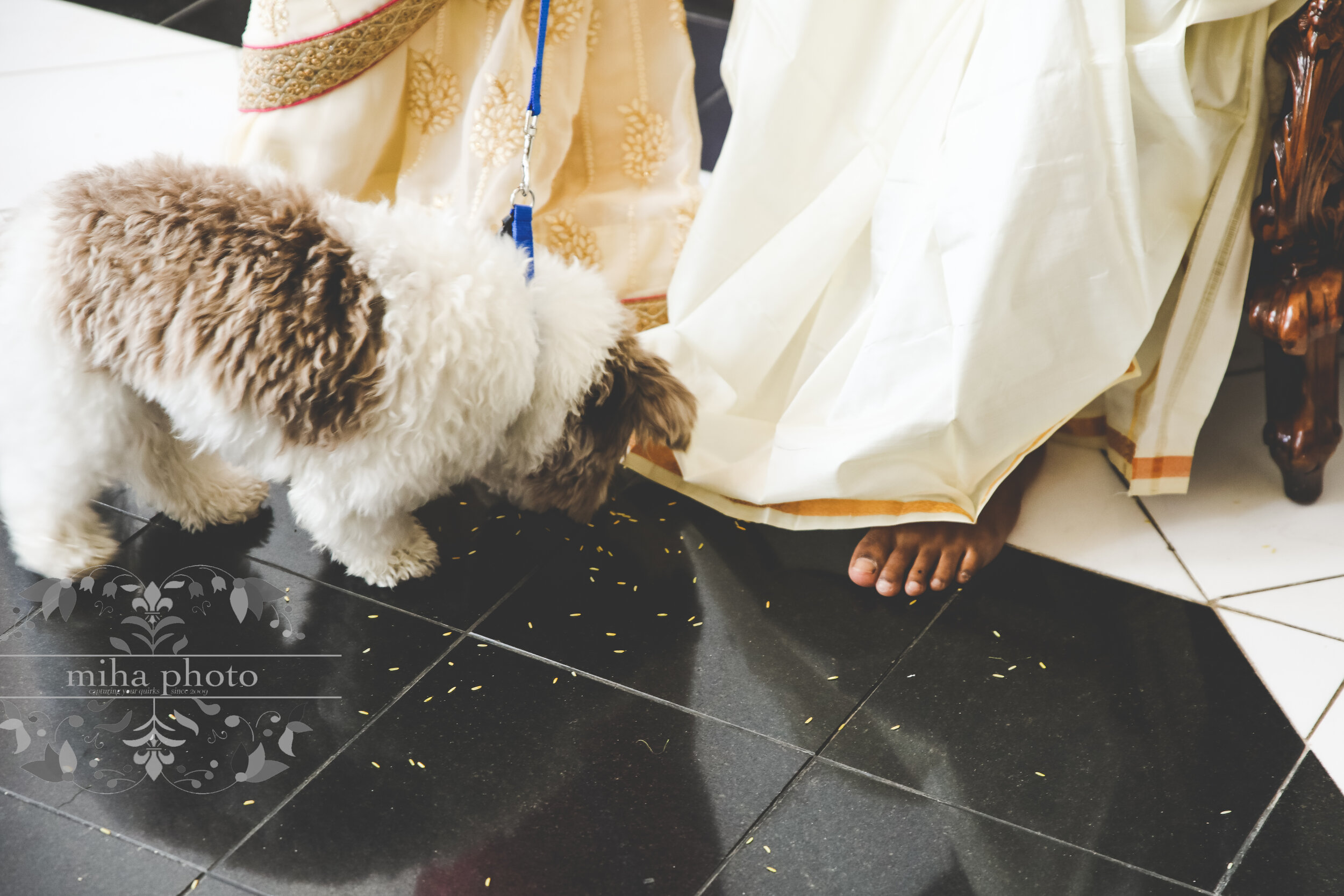  Smart puppy! Getting a rice snack :) 