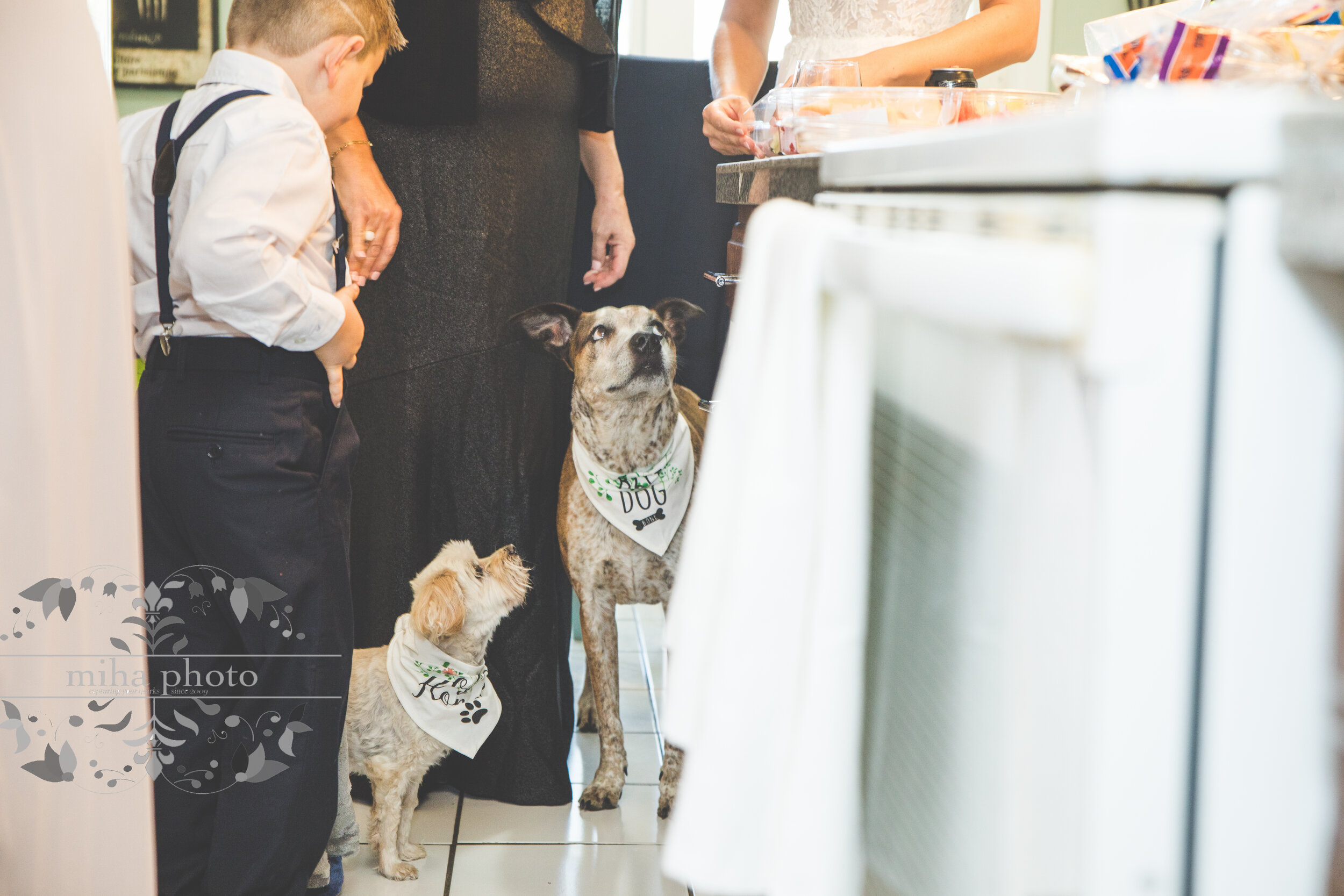 So many awesome little touches, including doggy wedding attire (of course)