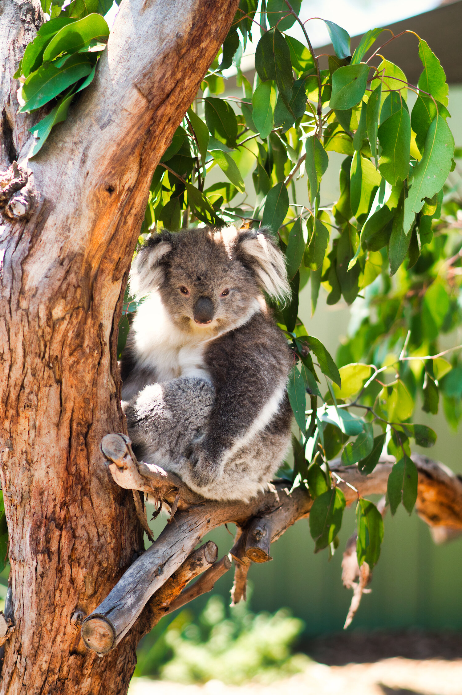 Koalas of Australia