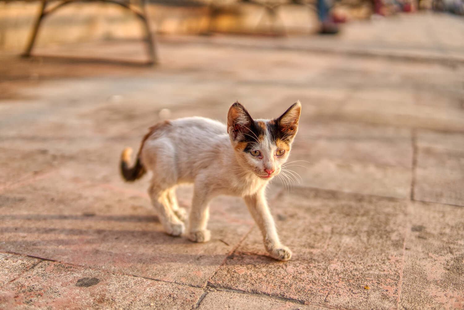 Kitten in Egypt