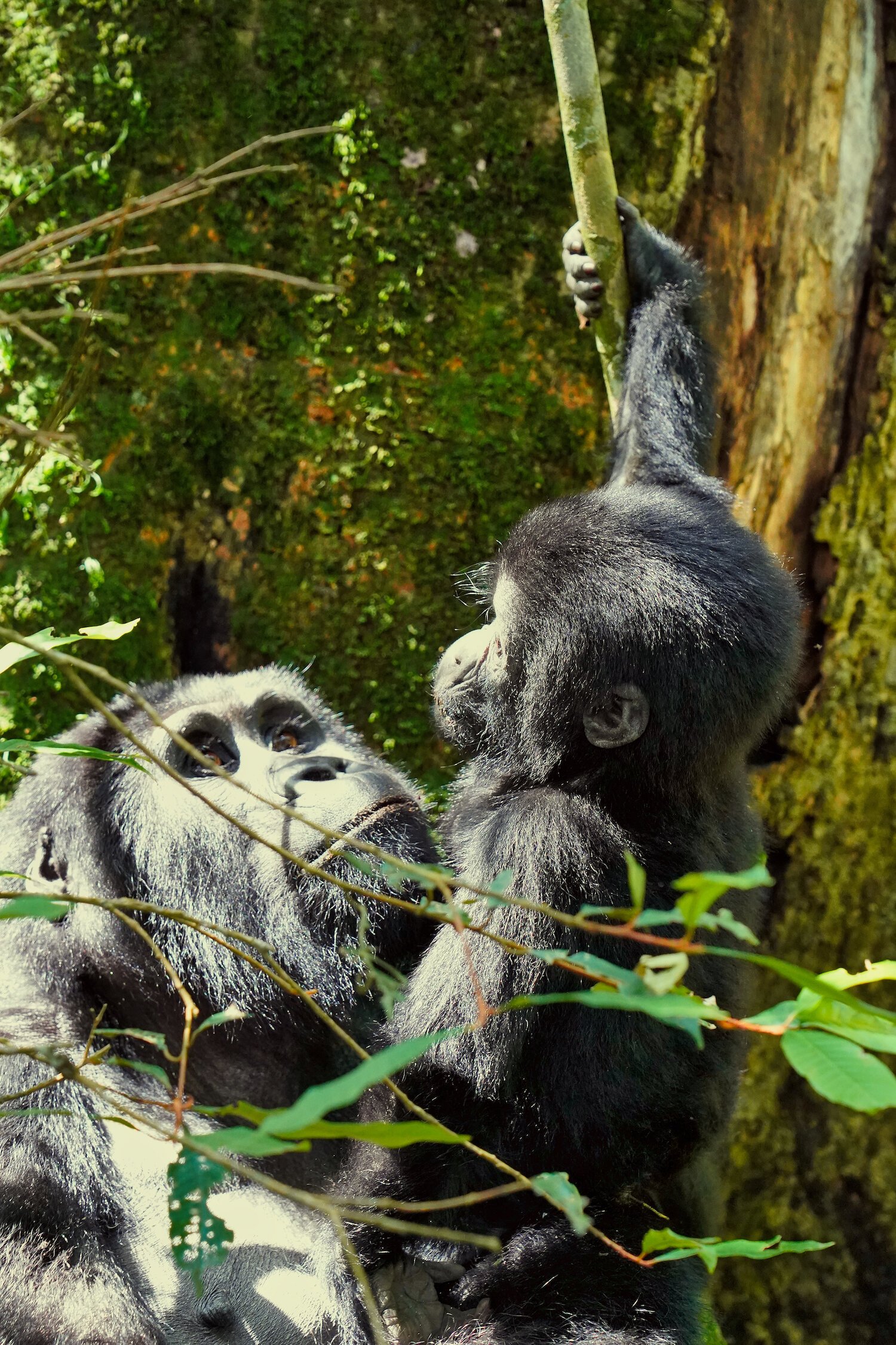 Gorillas during our gorilla trek in Uganda