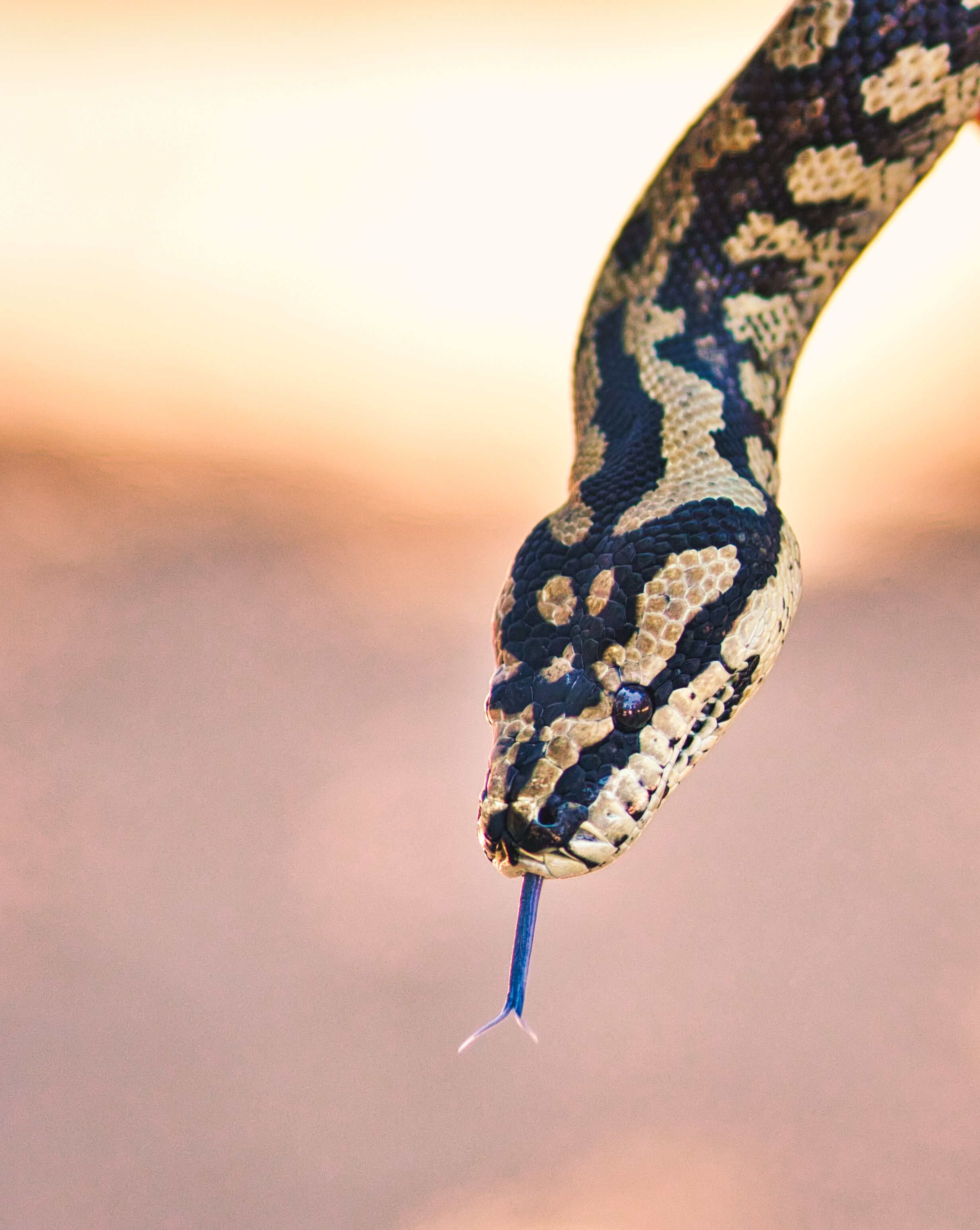 Snakes of Australia