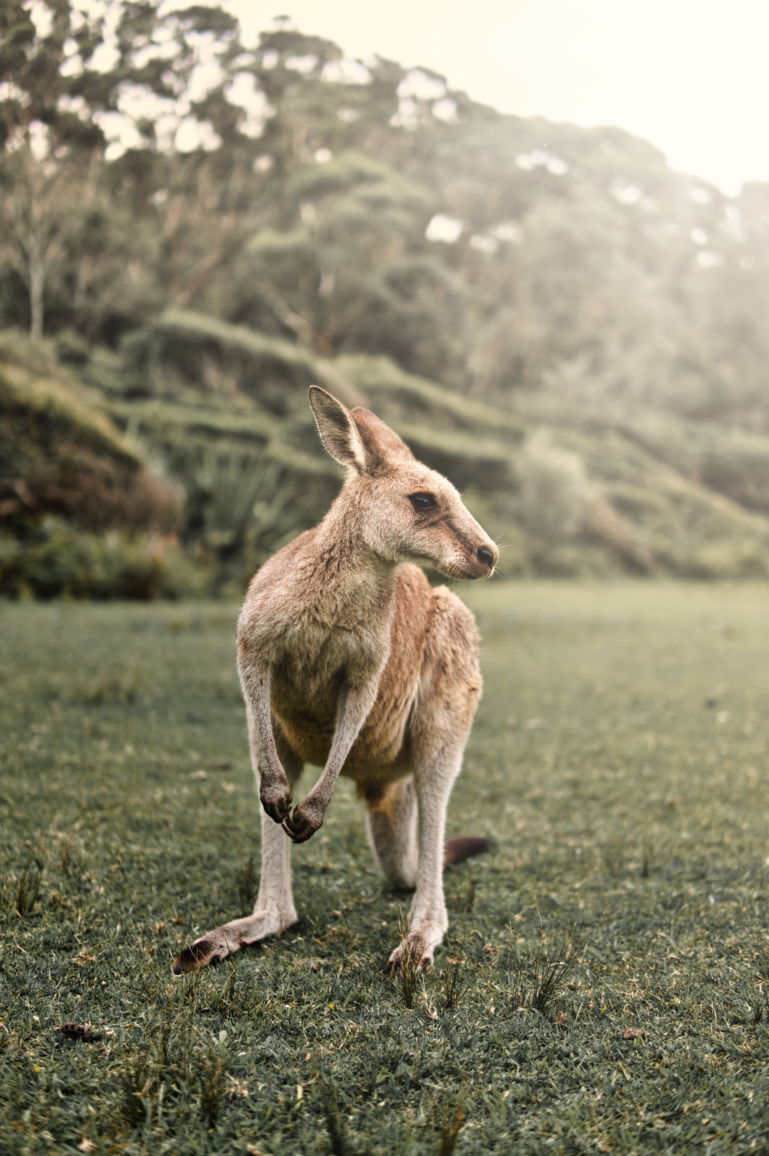 Kangaroos in Australia