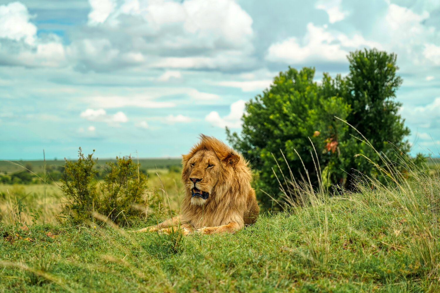Lion in the Masai Mara