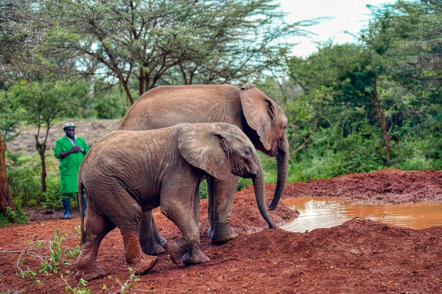 Elephants at Sheldrick Orphanage, Kenya