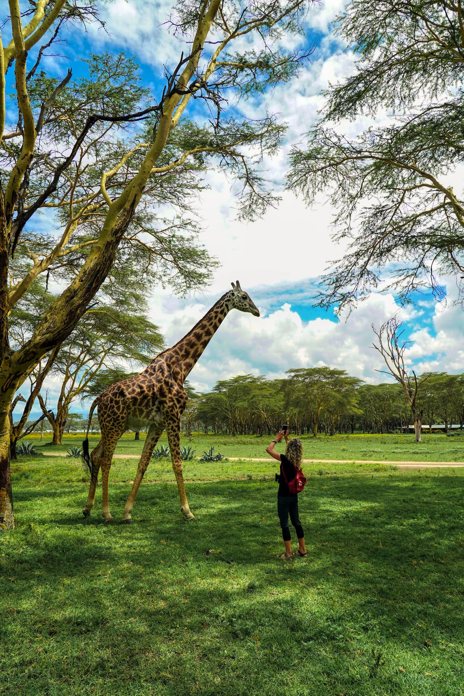 Giraffes in Kenya