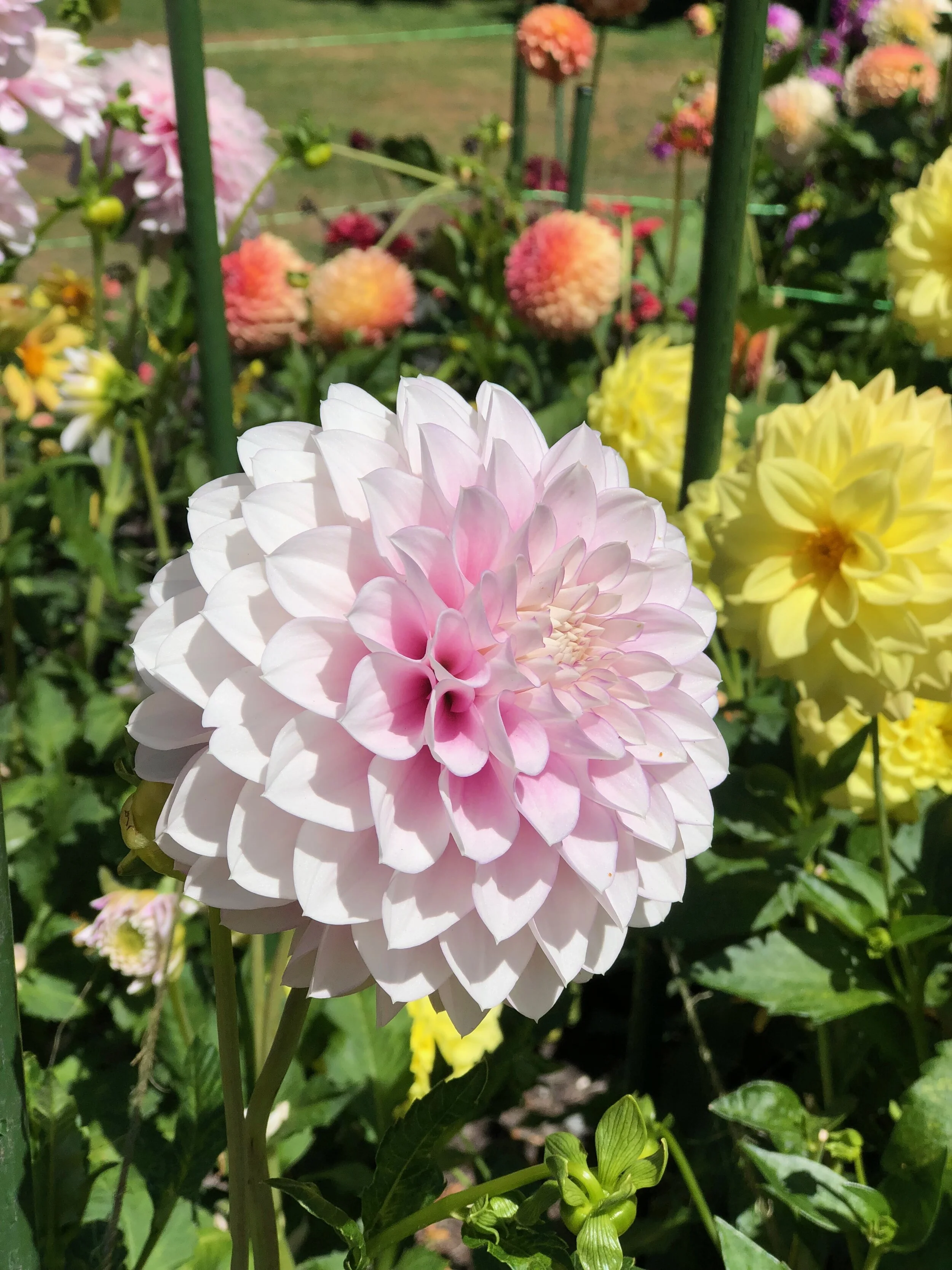 Dahlias at the Christchurch Botanical Garden