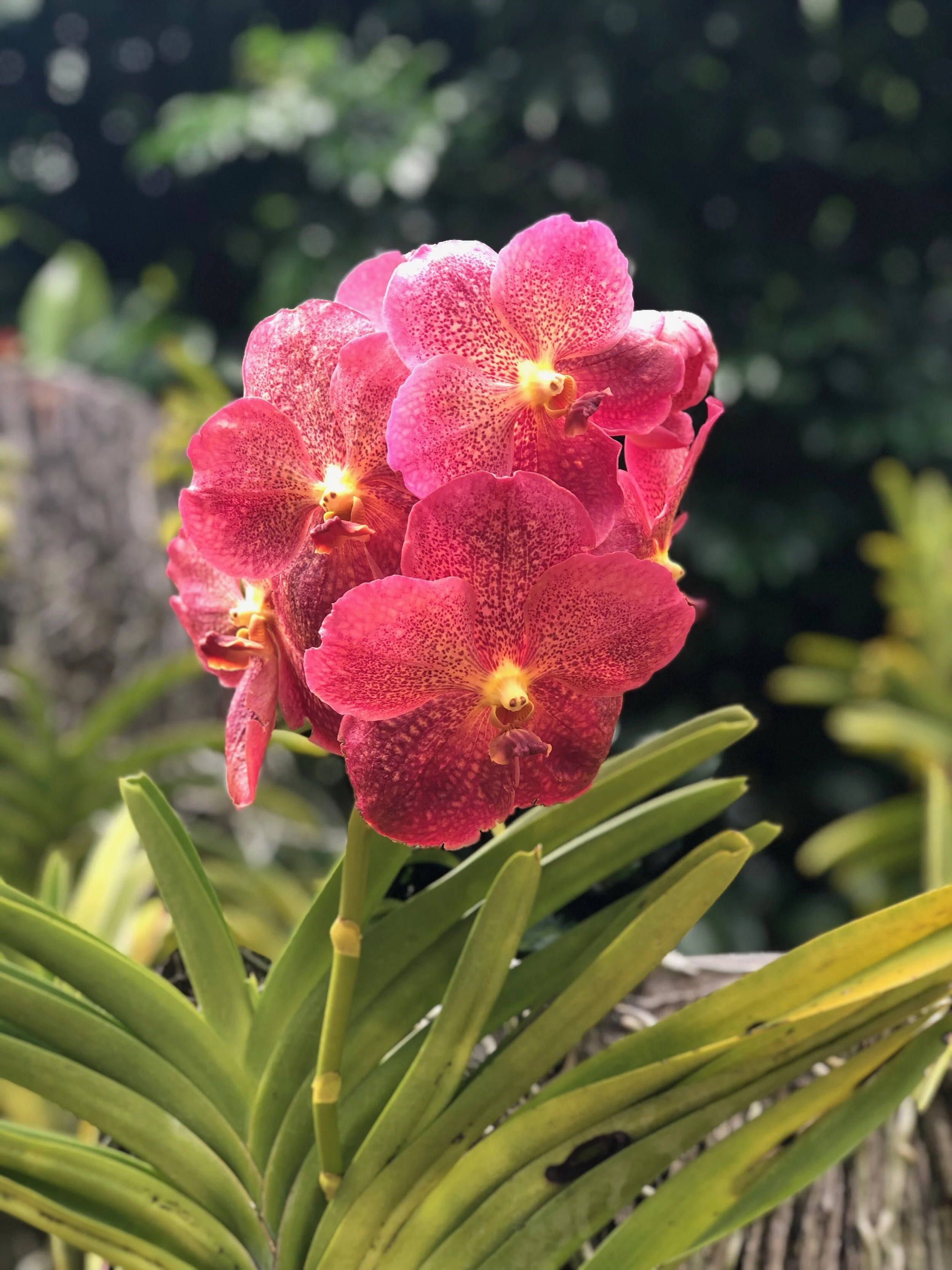 Orchids at the Singapore Orchid Garden