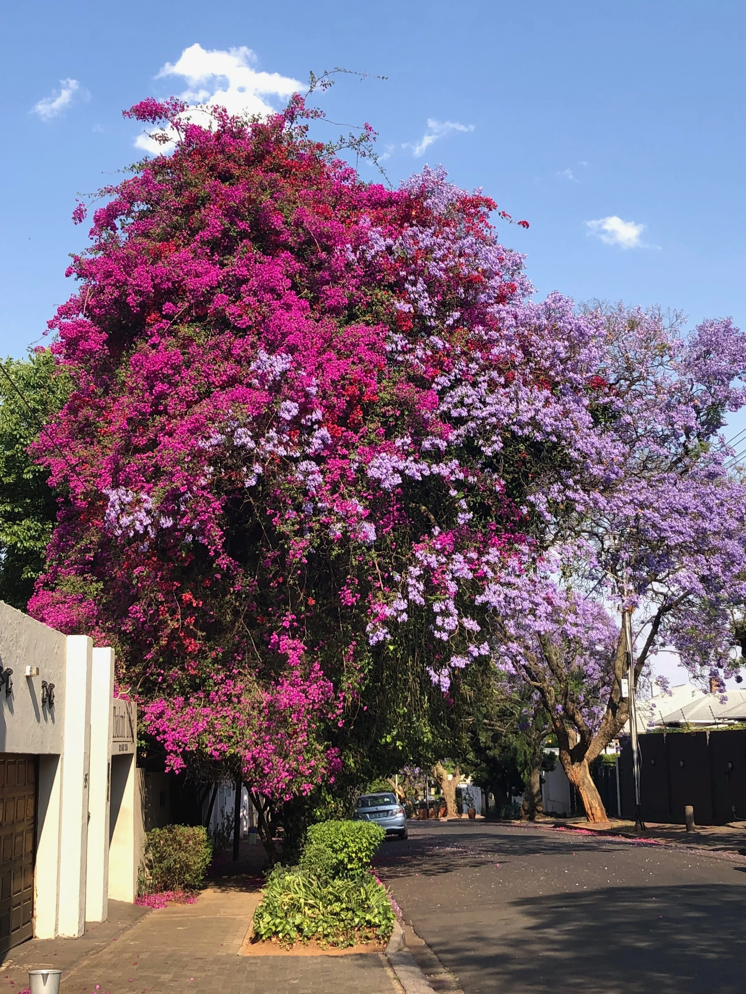 Bougainvillea tree, South Africa