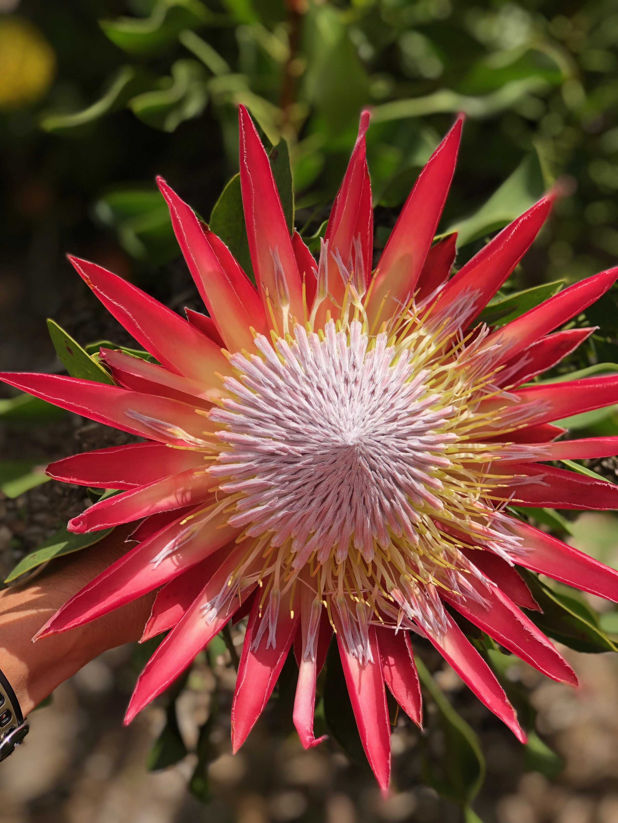 King Protea, South Africa