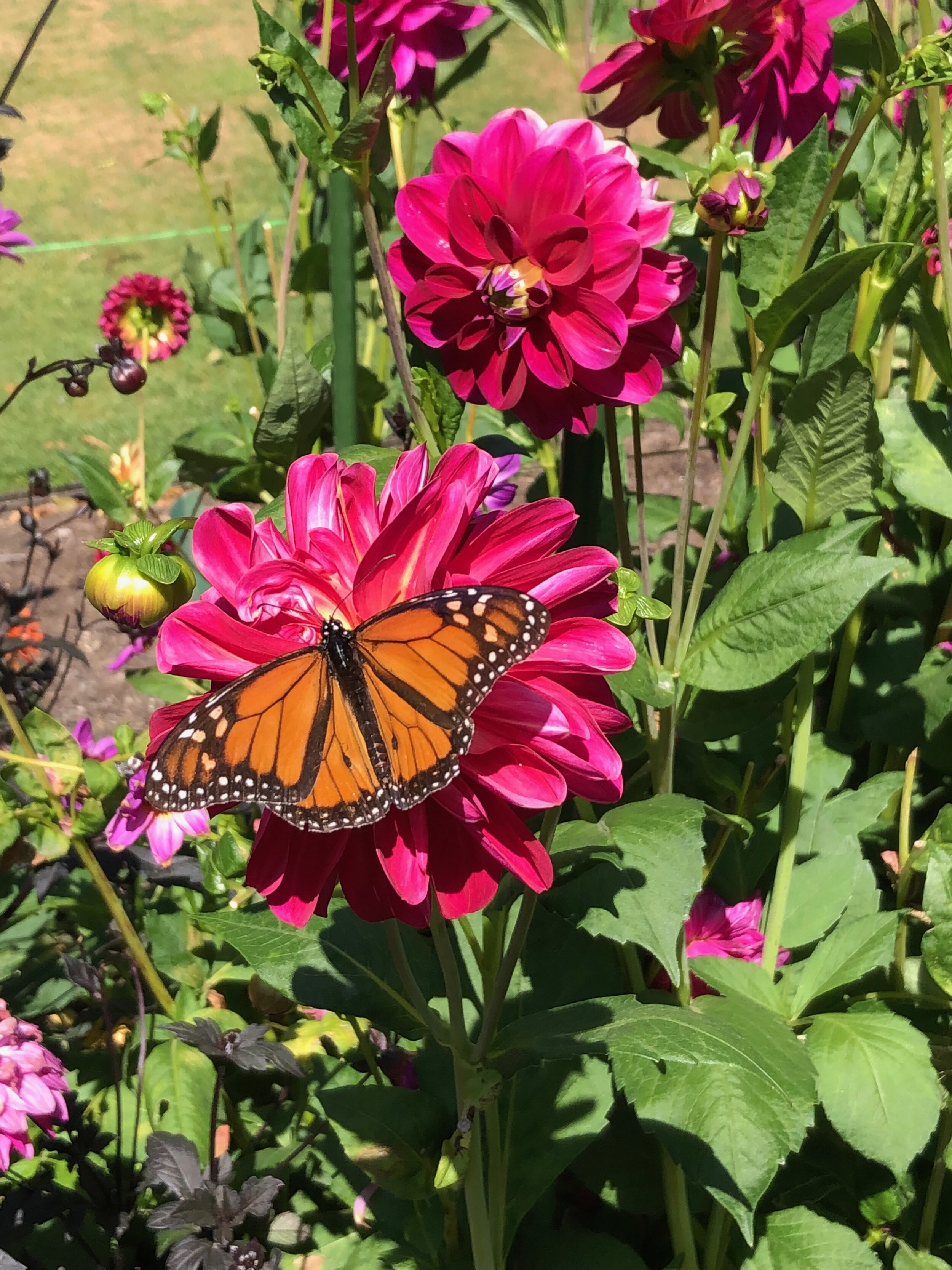 Butterfly on dahlia, New Zealand