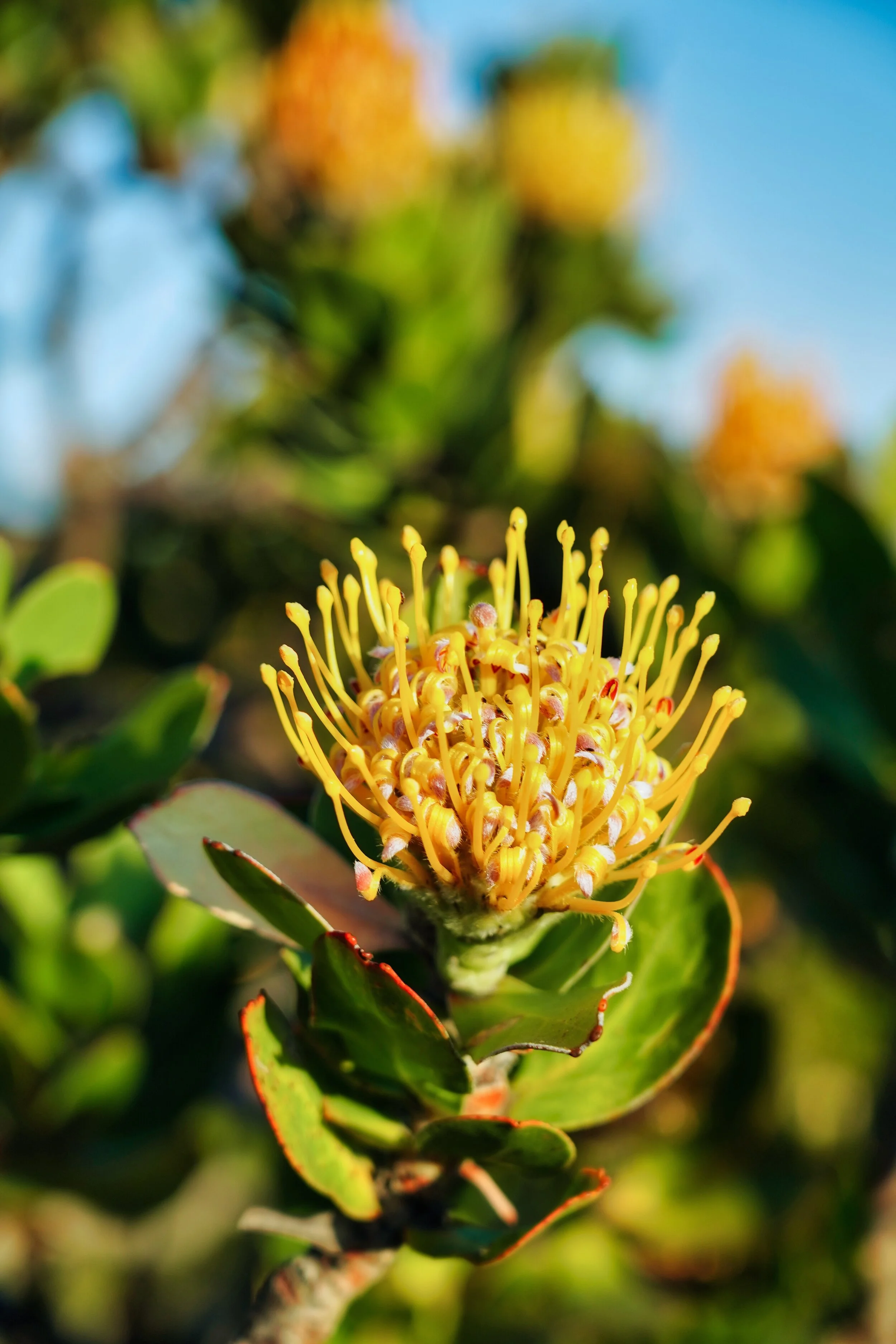 Pincushion Flower, South Africa