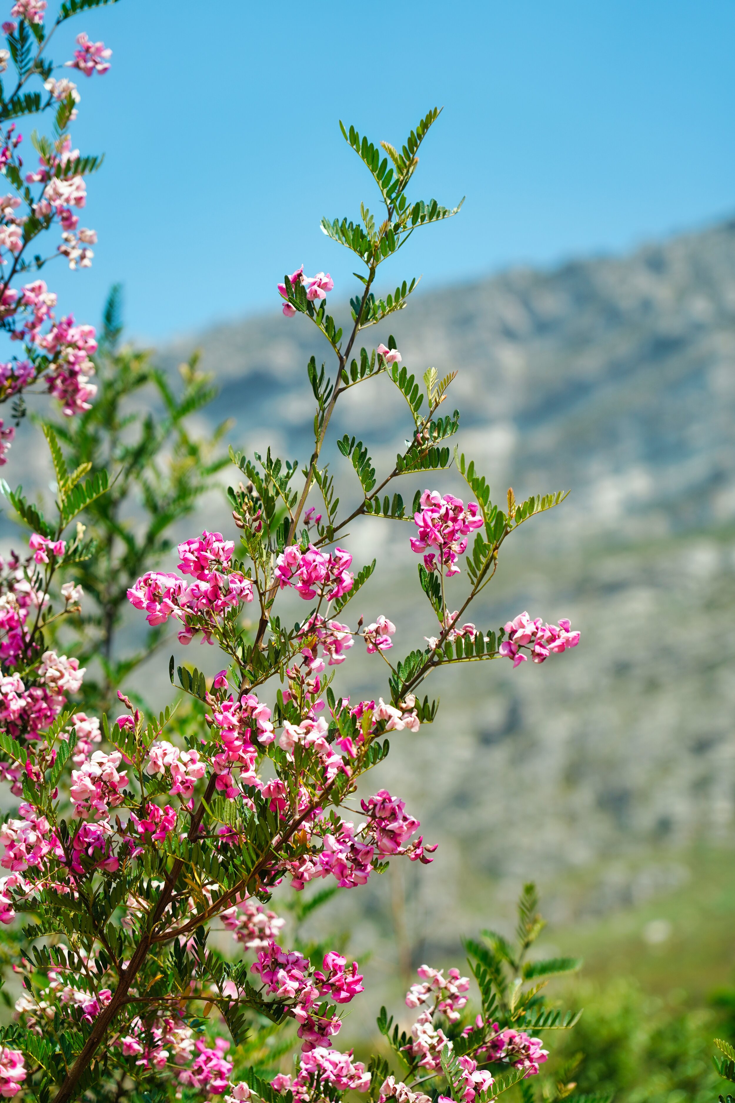 Along our hike in Cape Town, South Africa