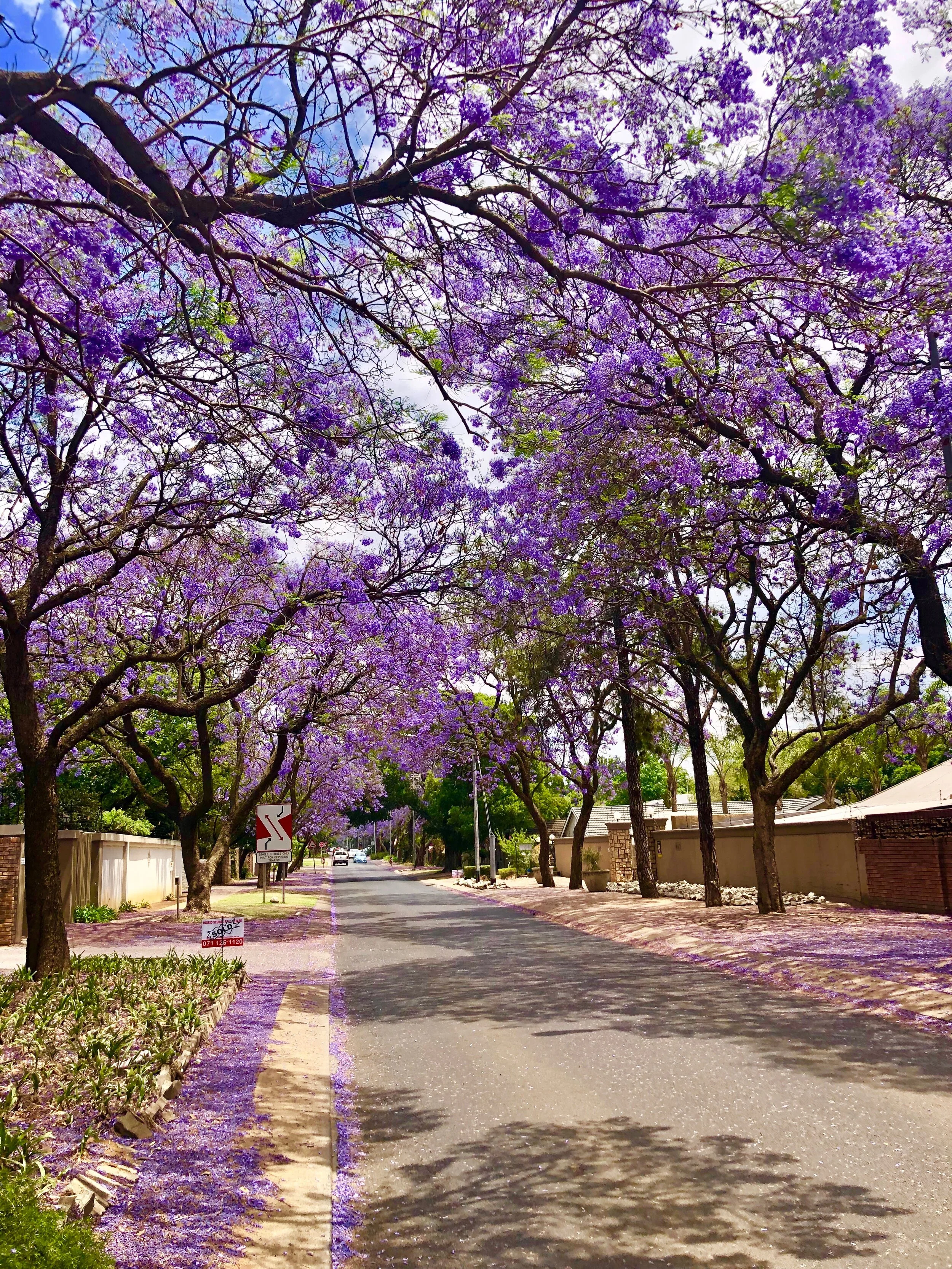 Jacaranda tress in Pretoria, South Africa 