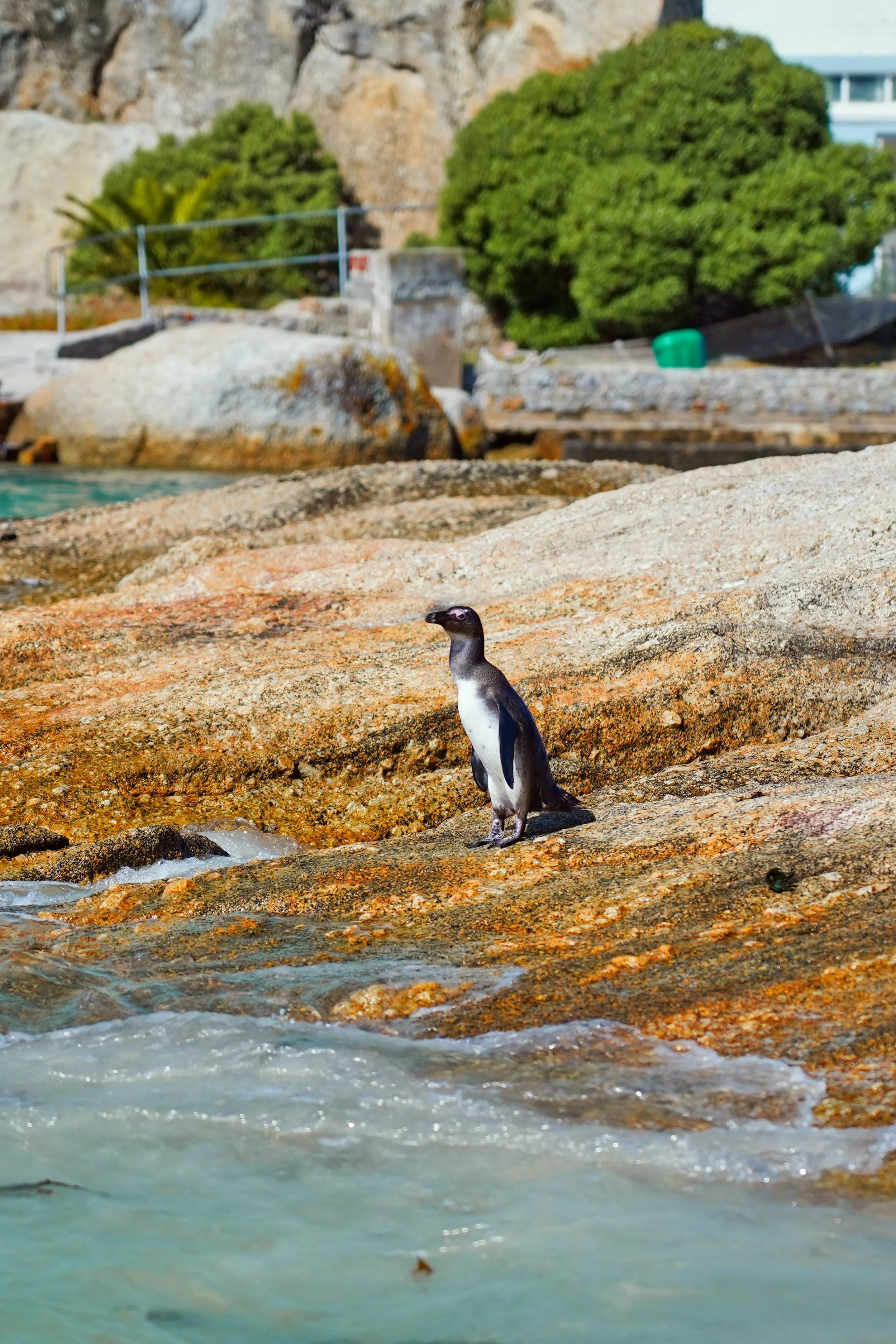 Penguins in Boulder Beach, South Africa 