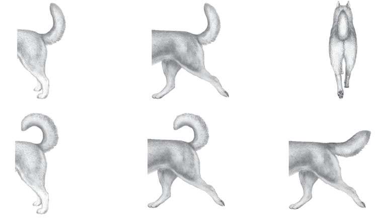 SHCA Illustrated Standard: Tail — Siberian Husky Club of America, Inc