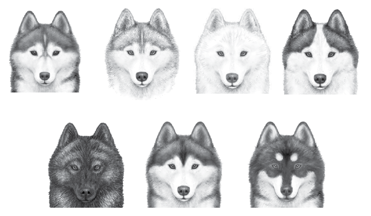 SHCA Illustrated Standard: Color — Siberian Husky Club of America, Inc