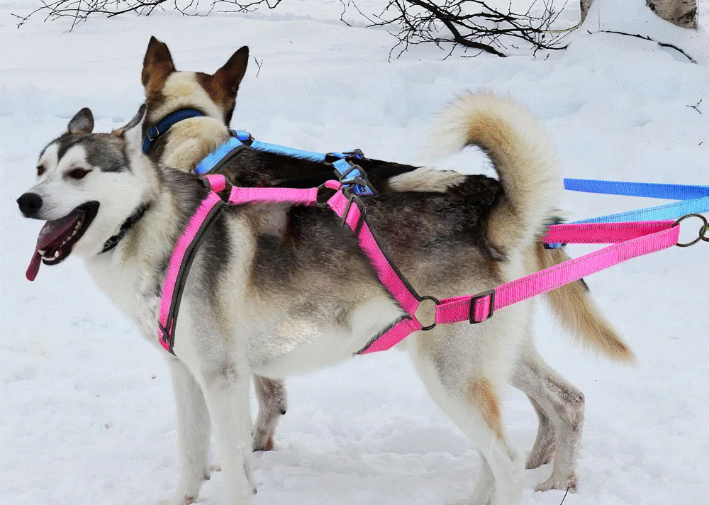 Waterproof-Dog-Sled-Harness-Reflective-Dog-Sledding-Harnesses-Pet-Weight-Pulling-Vest-For-Medium-Large-Dogs.gif
