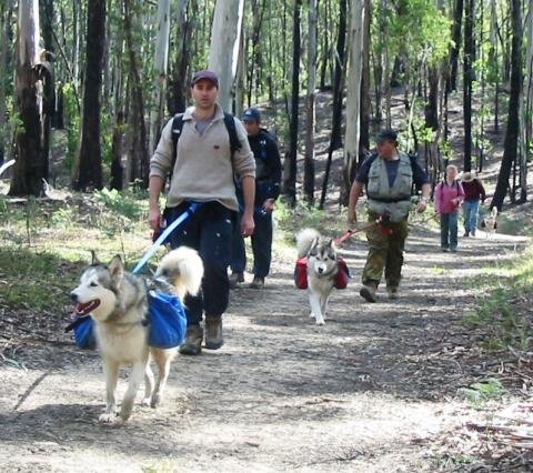 WORKING PACK DOG HIKE