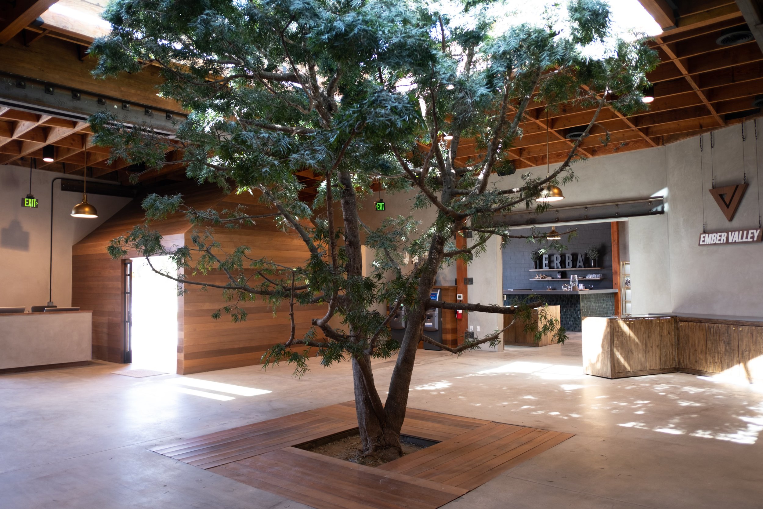 erba-sawtelle-indoor-tree.jpg
