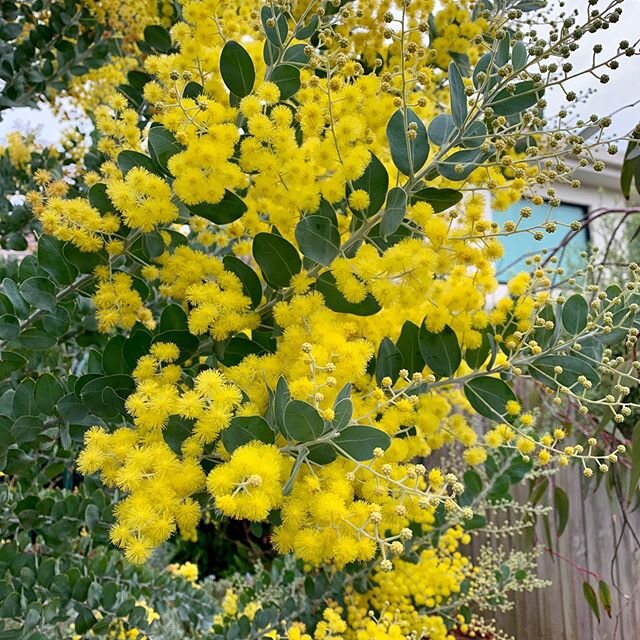 Came across this gorgeous wattle this morning on my walk. So vibrant on a dull winters day #itsnotallthefood #gardens #melbourne #bayside