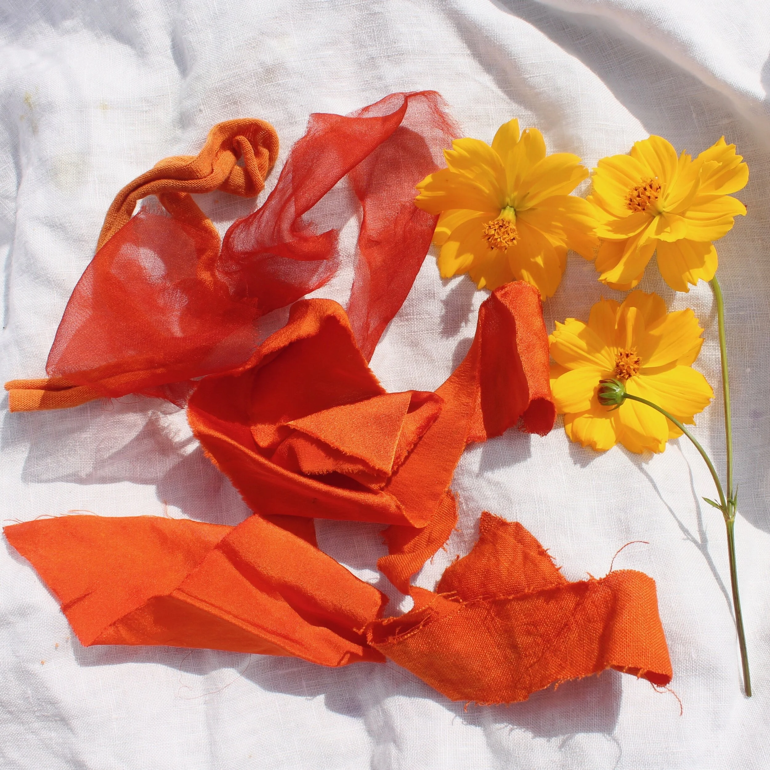 Sulphur CosmosThis yellow flower can create a vibrant orange-red.