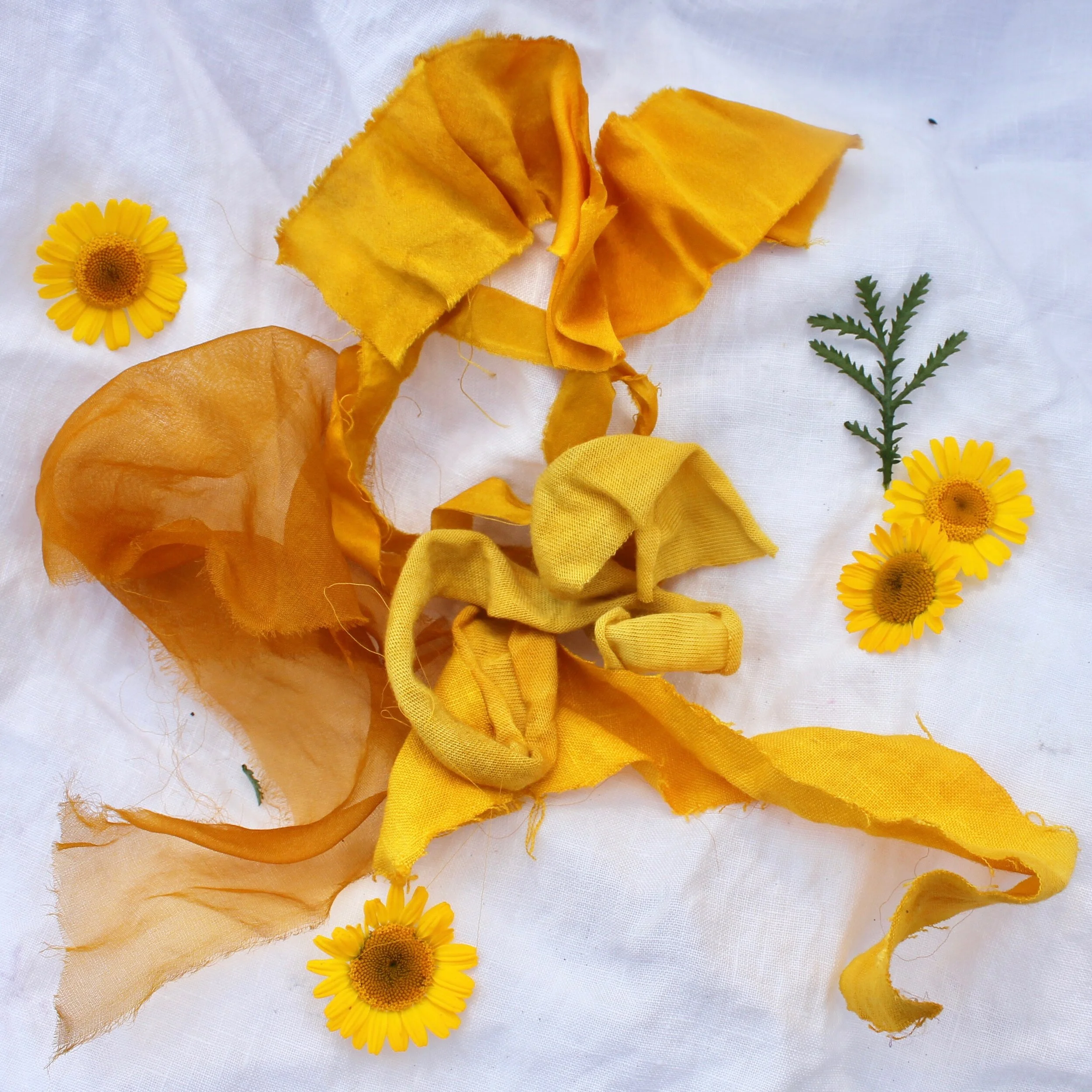 Dyer’s ChamomileThis cheery yellow flower creates bright yellows to mustard yellows.