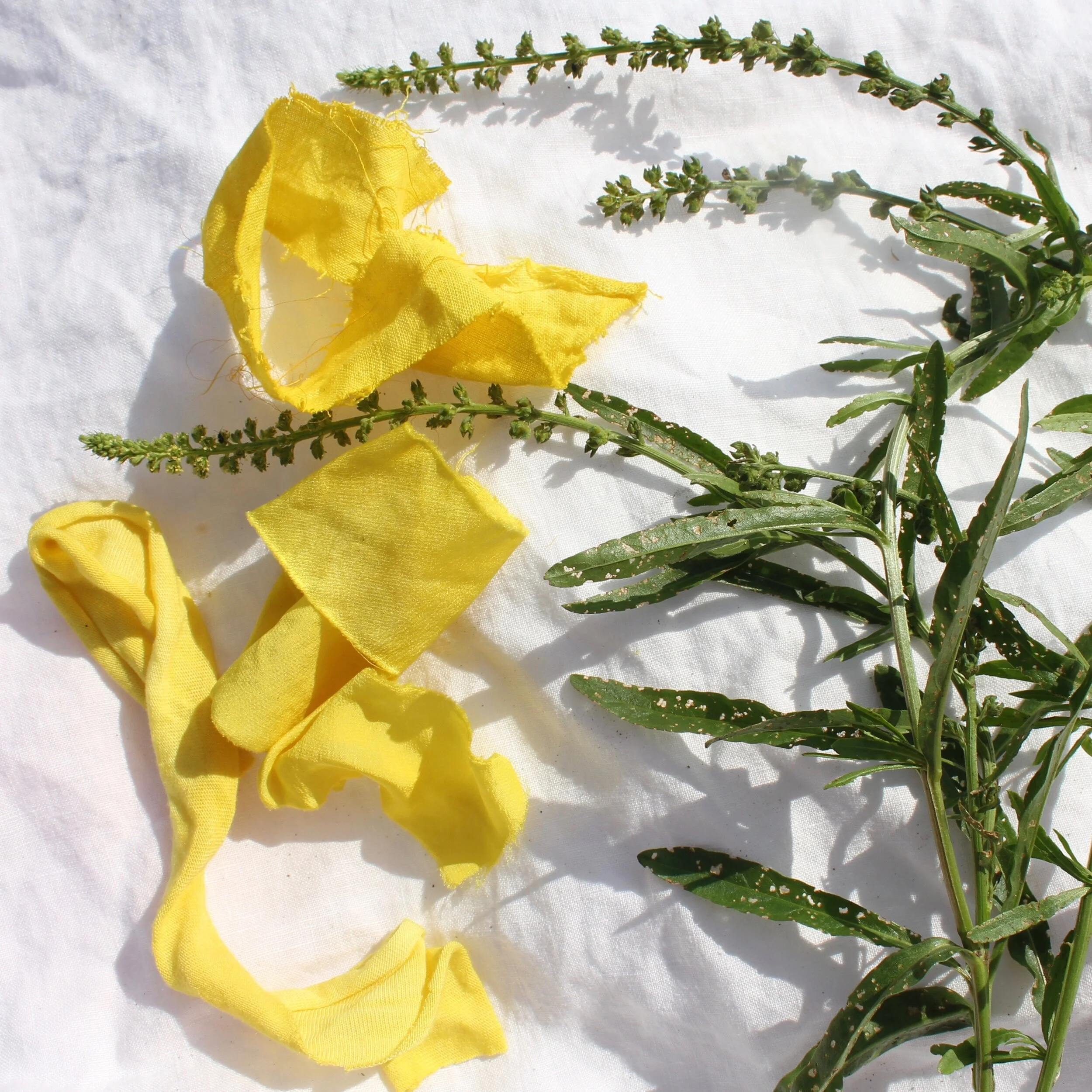 WeldThe leaves and tiny flowers of Weld make yellow to chartreuse colors.