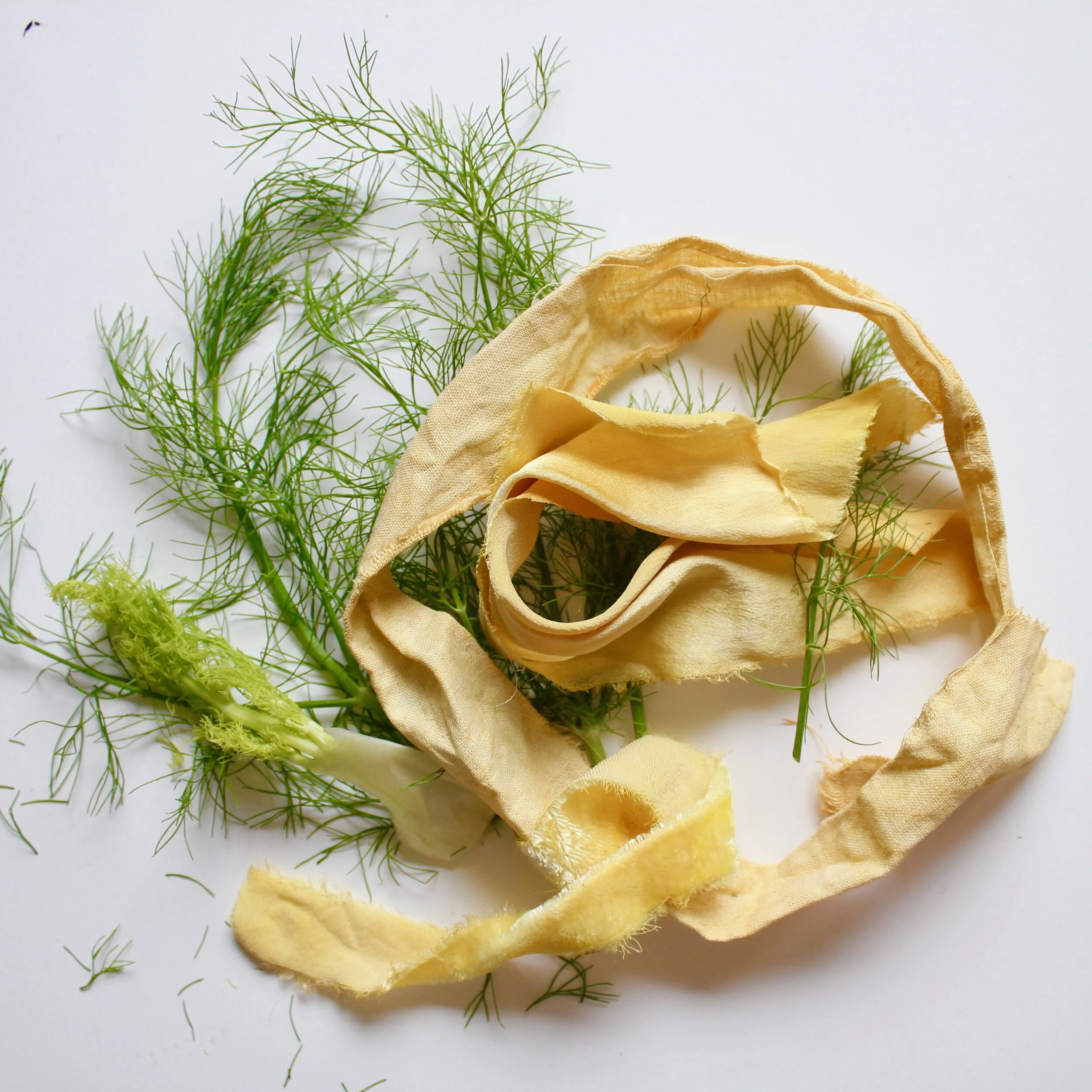 FennelFennel tops can make sunny yellows
