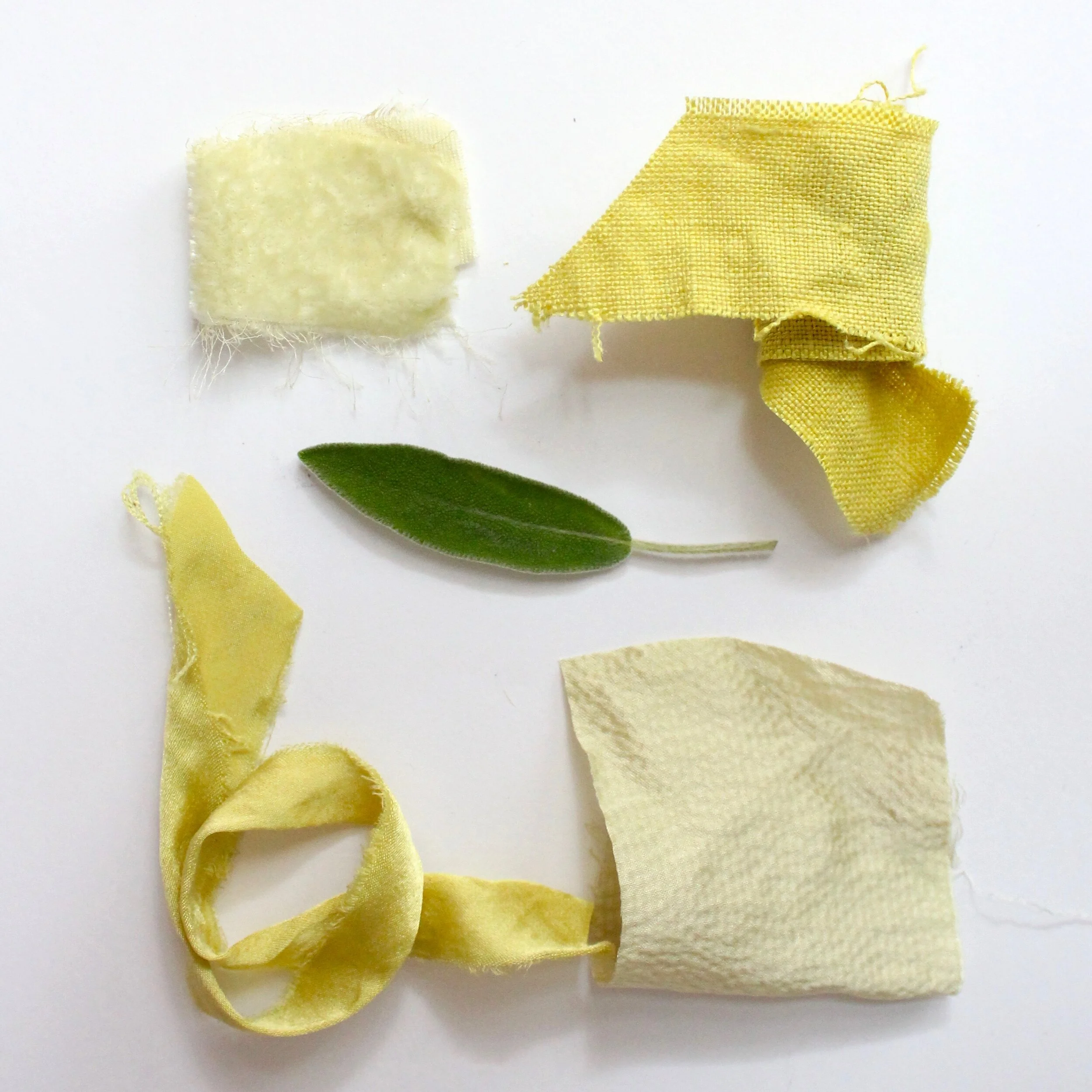 SageSage leaves create an electric green color or a light yellow-green depending on the fabric.
